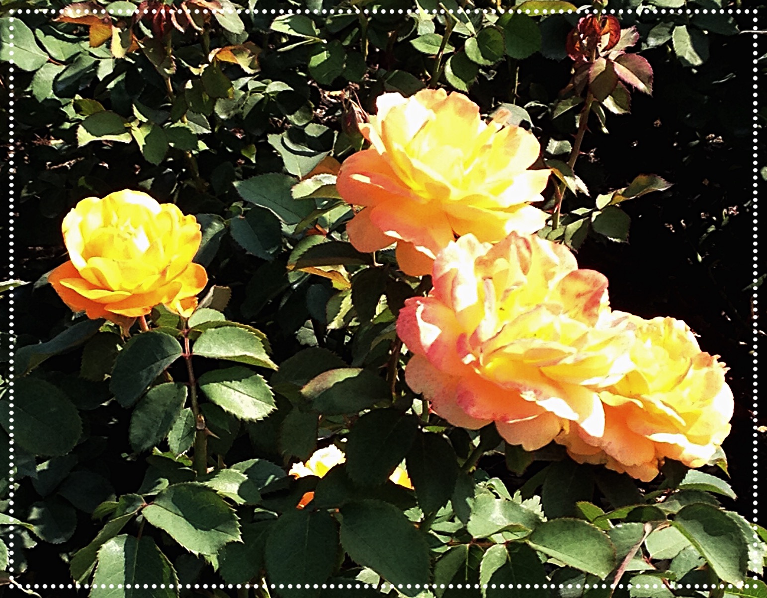 more peach roses