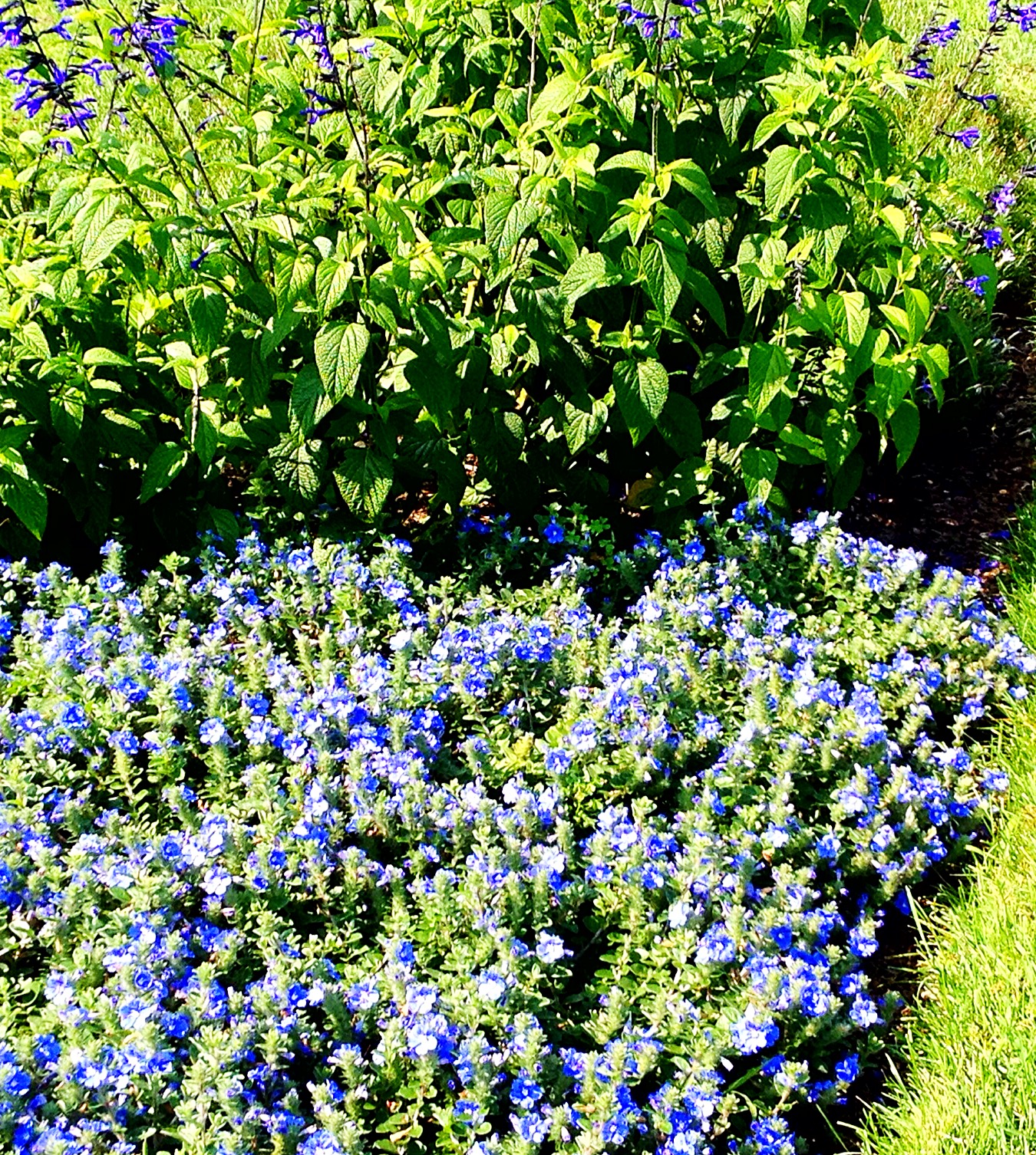 Dwarf morning glory "Blue My Mind"