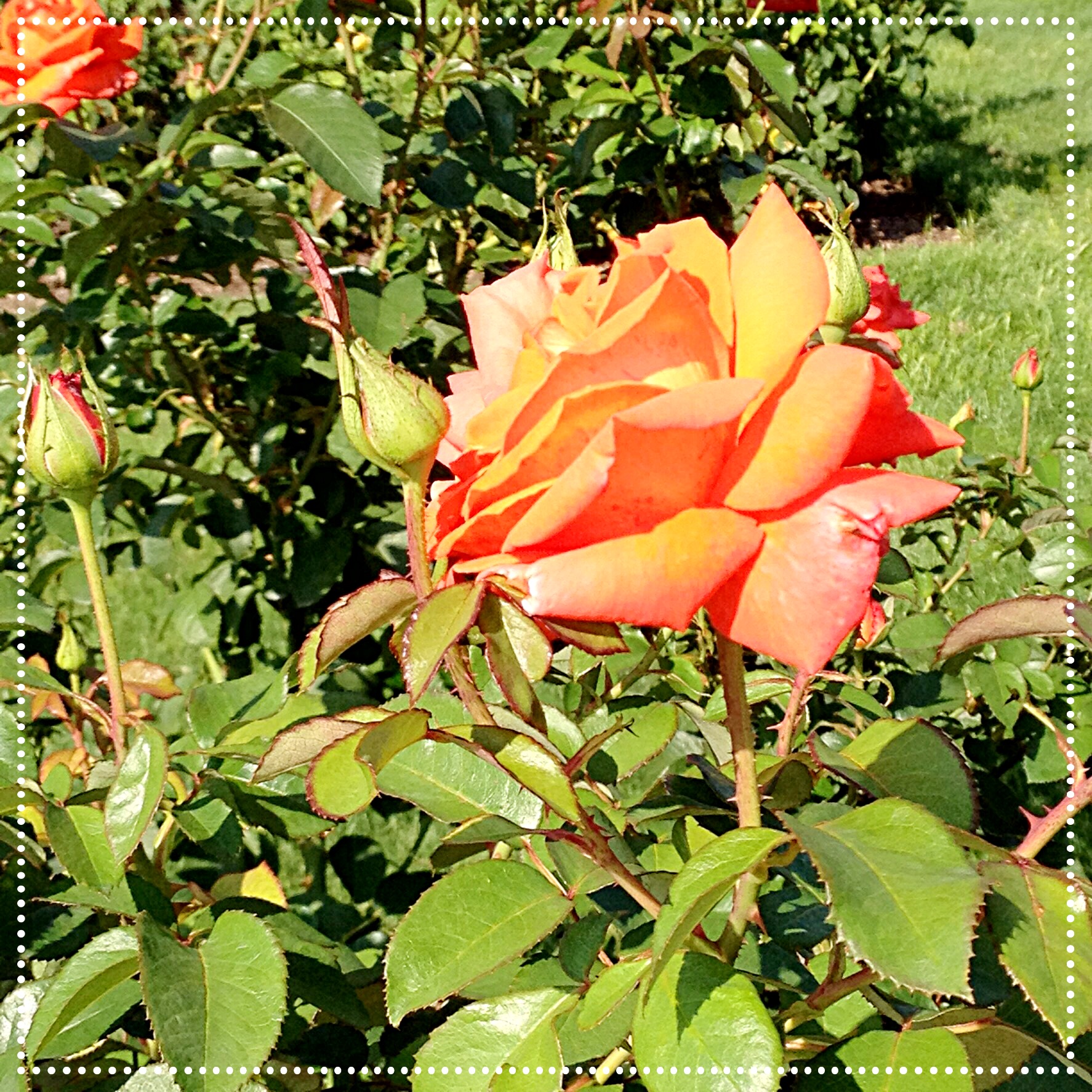 peach rose