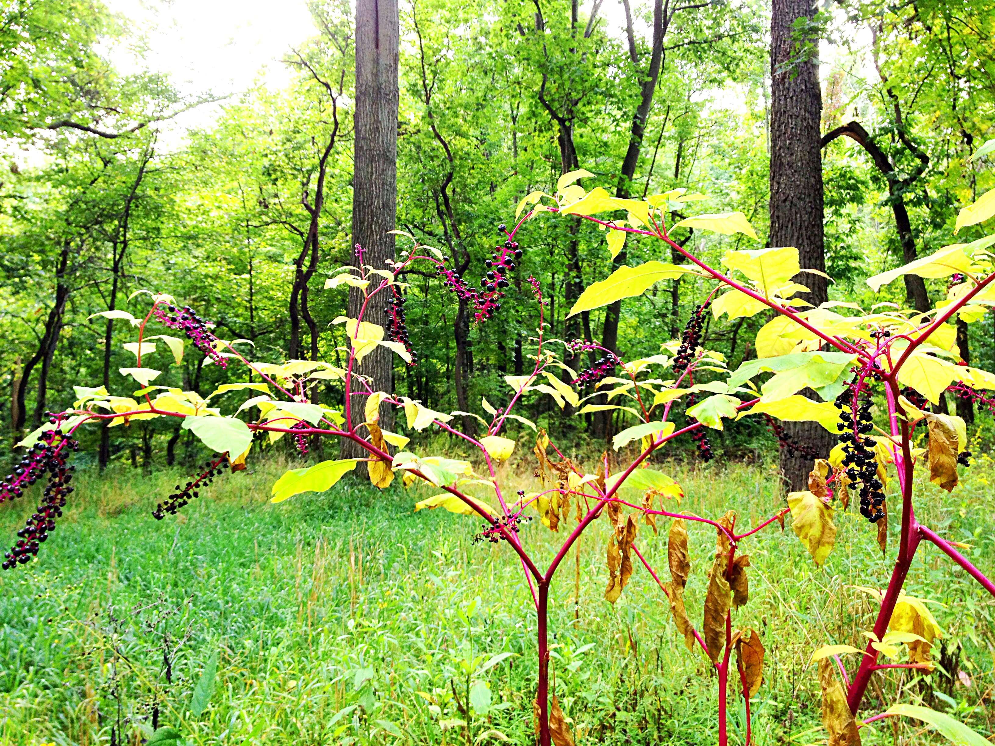 poke berry bushes