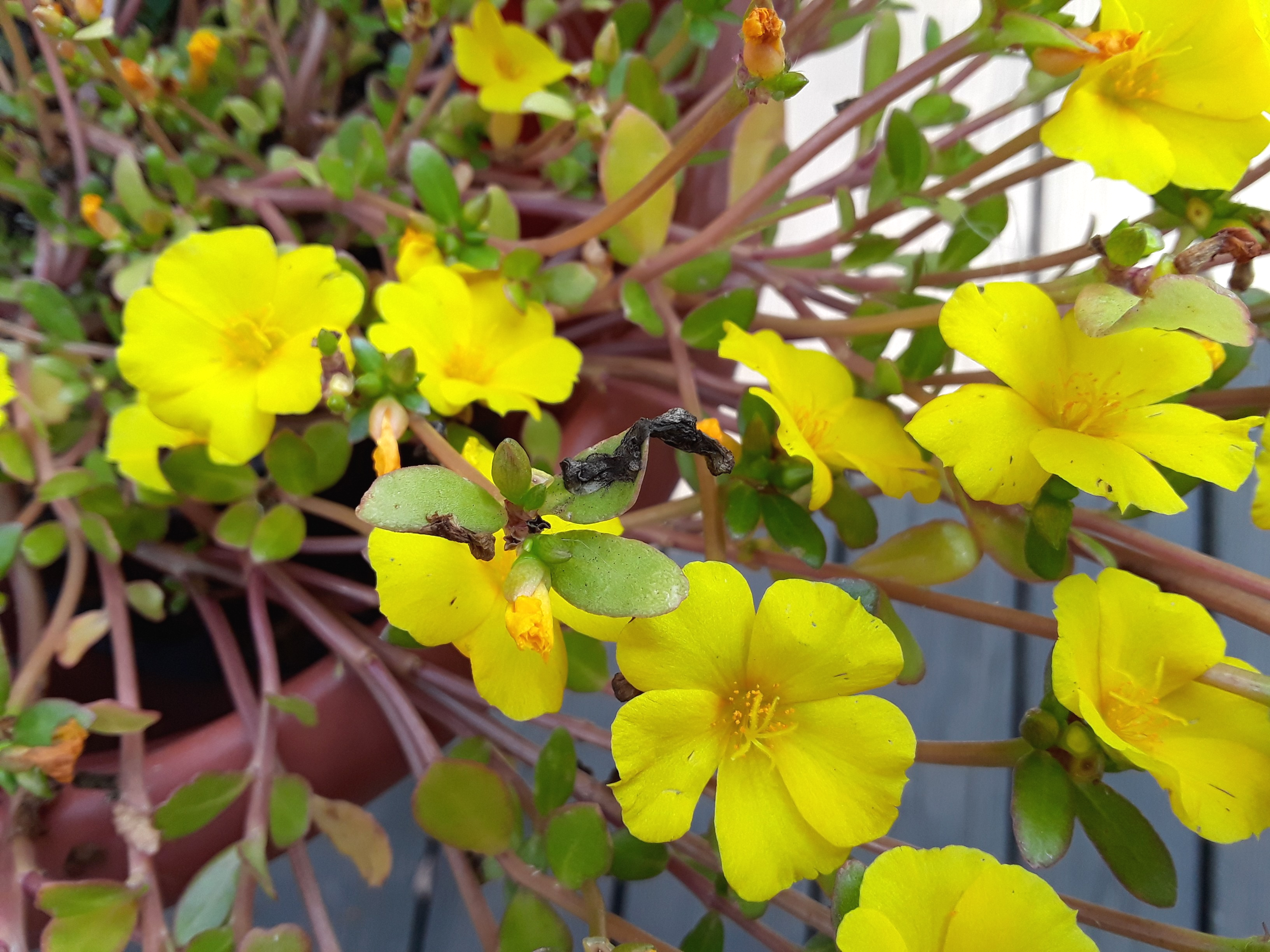 portulaca grandiflora Mojave Yellow
