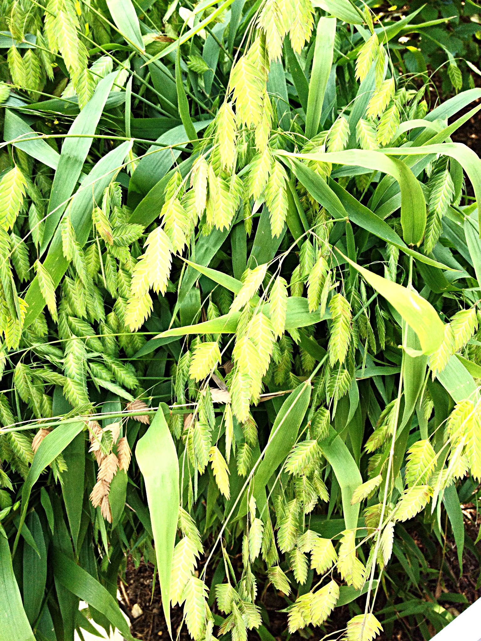 Quaking grass