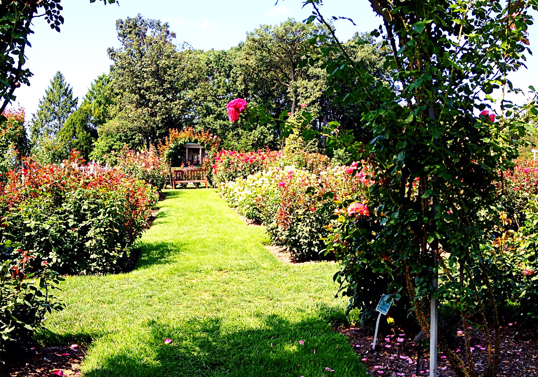 Garden viewed through rose arch.