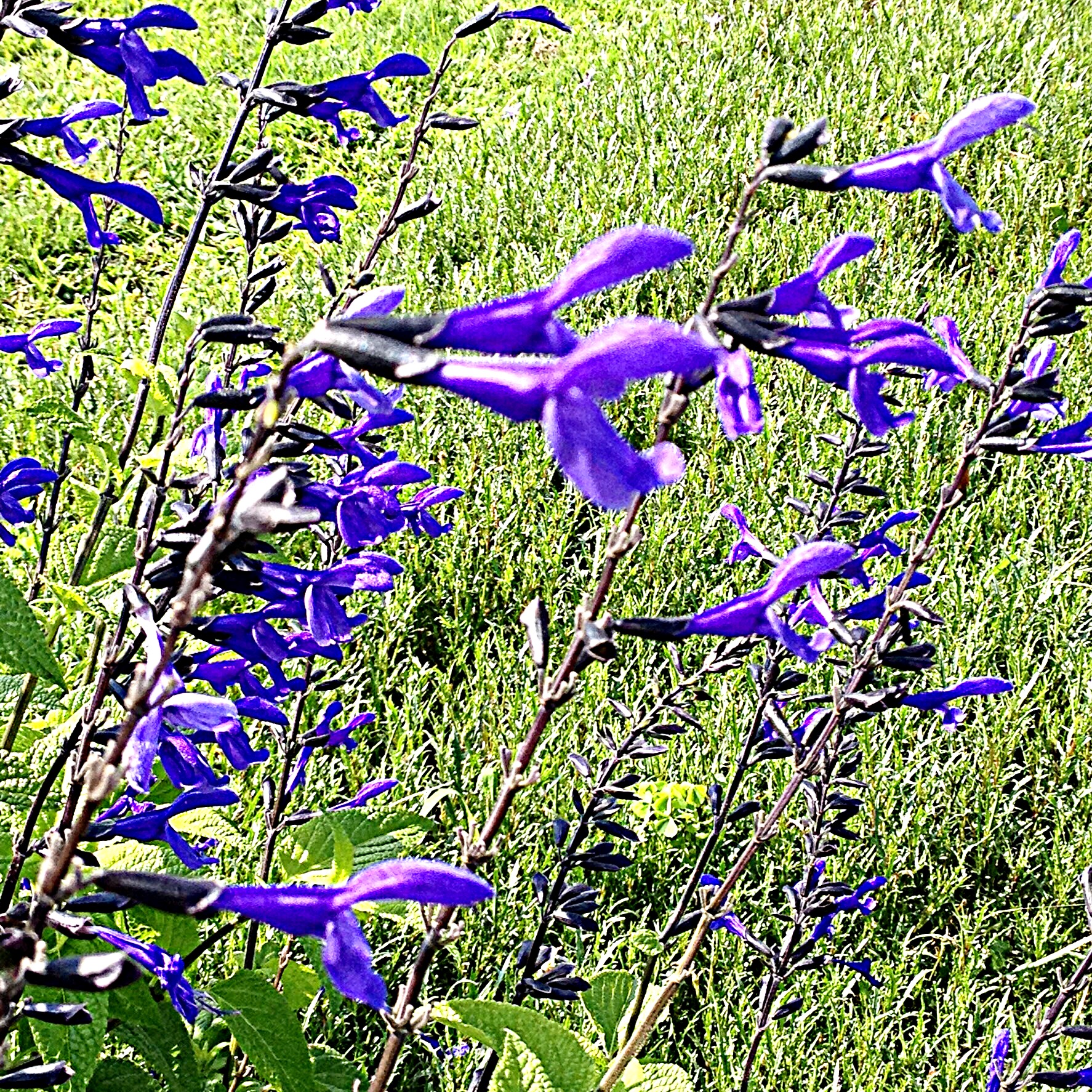 Salvia "Black and Bloom"