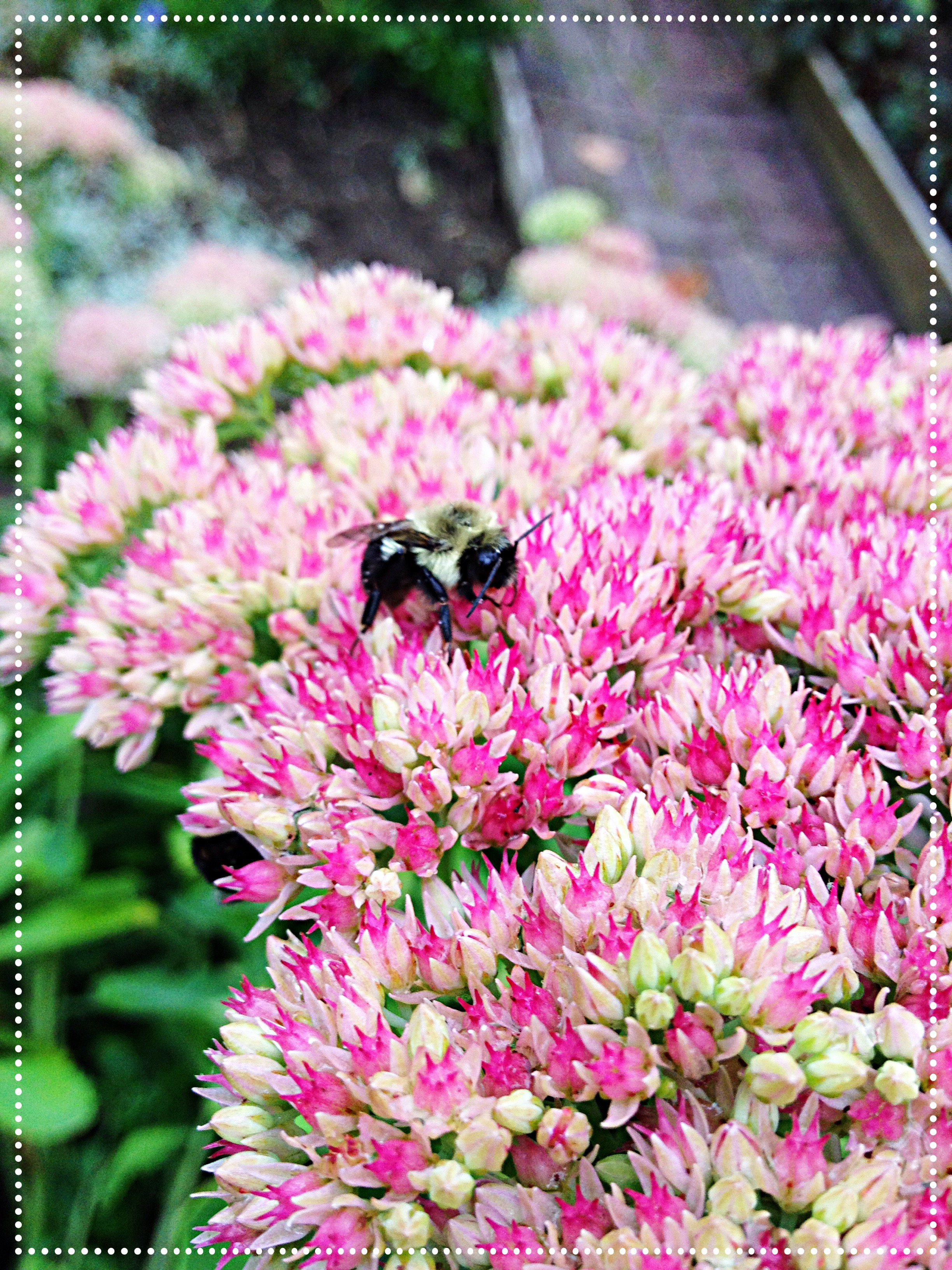 sedum autumn joy