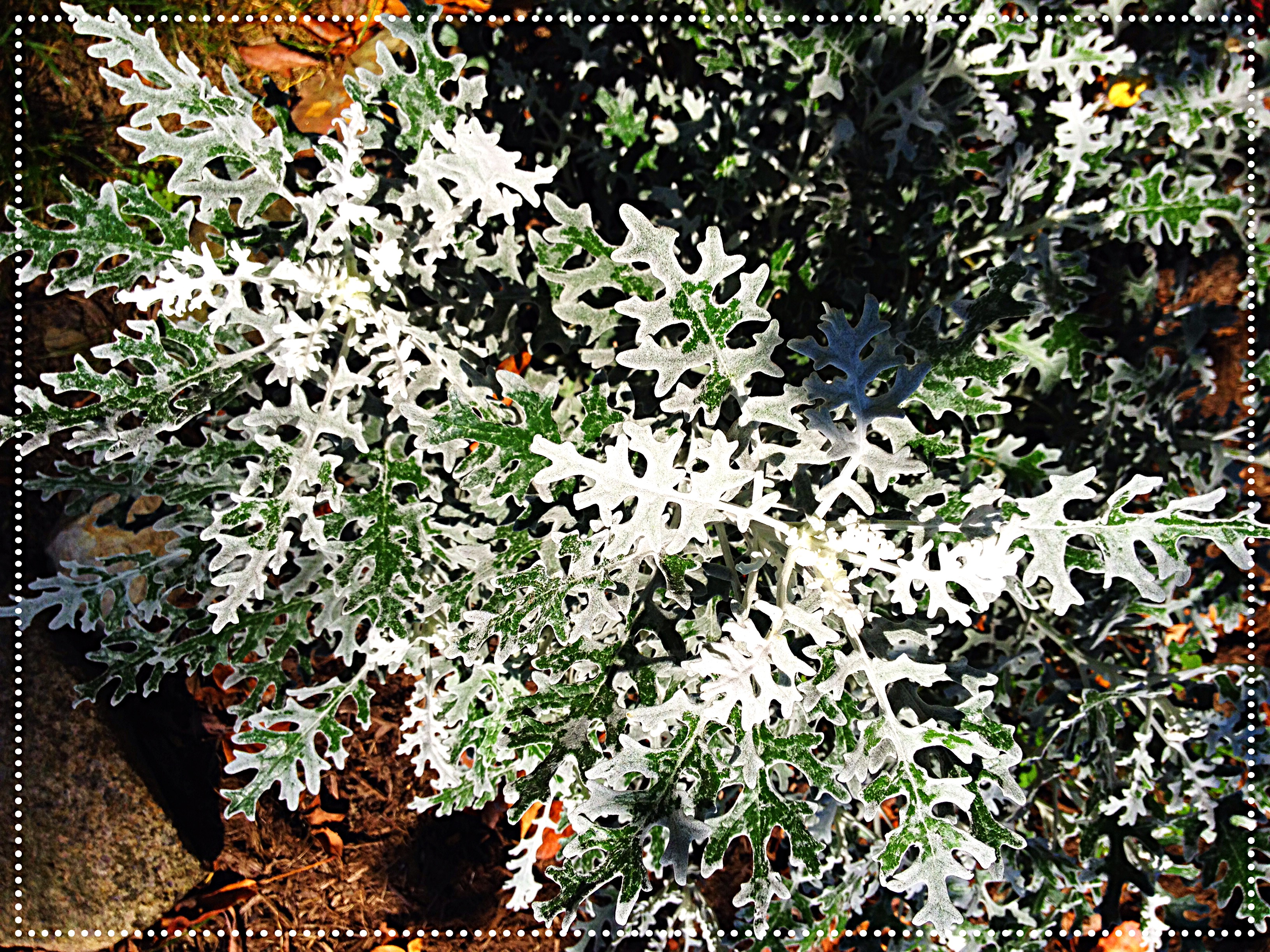 artemsia silver lace