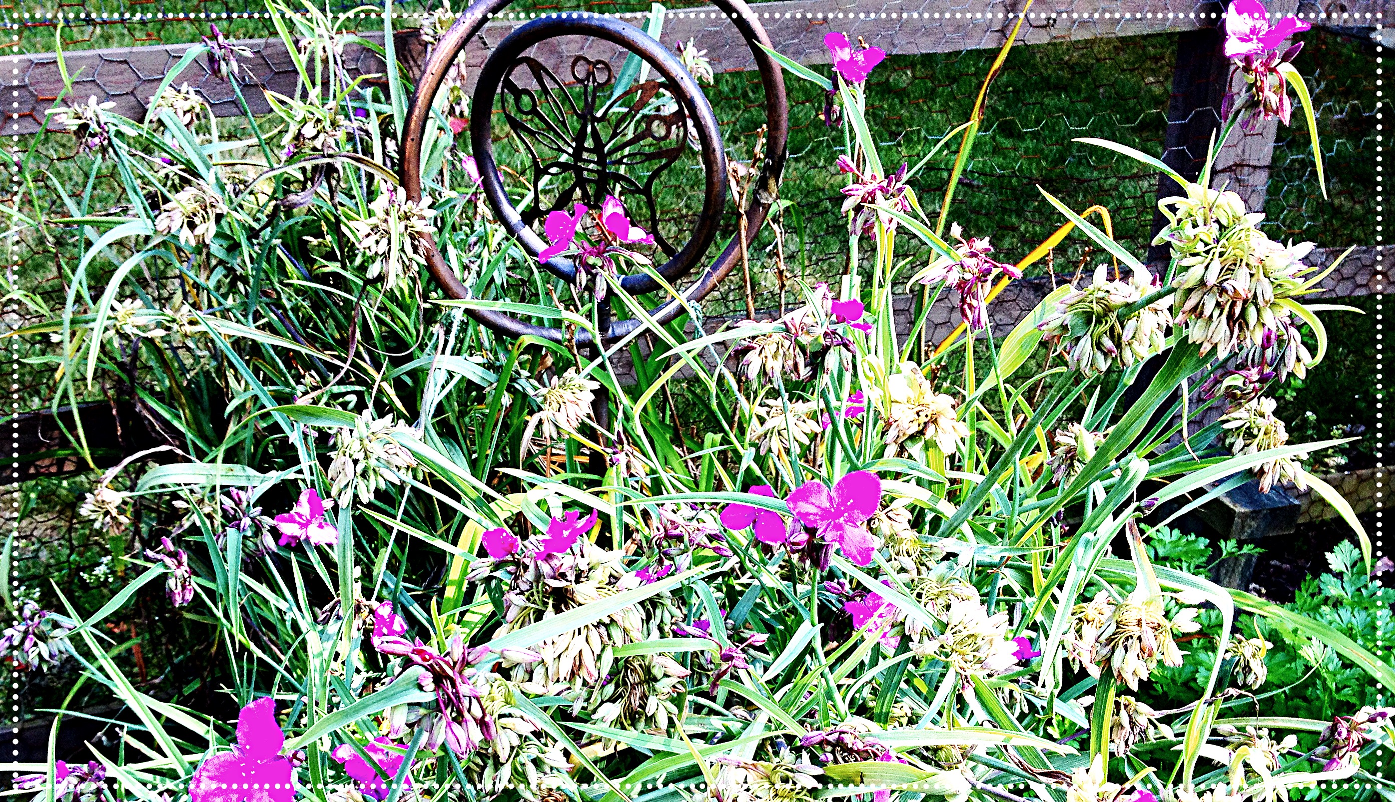 tradescantia blooms