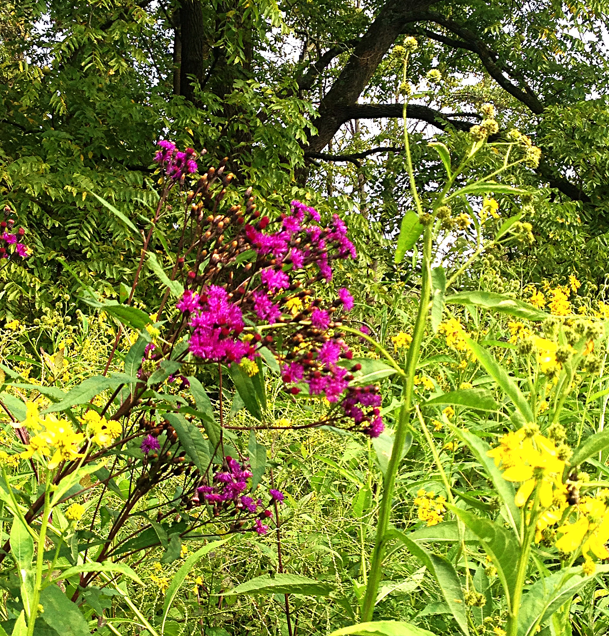 Tall Ironweed (Vernonia gigantea)