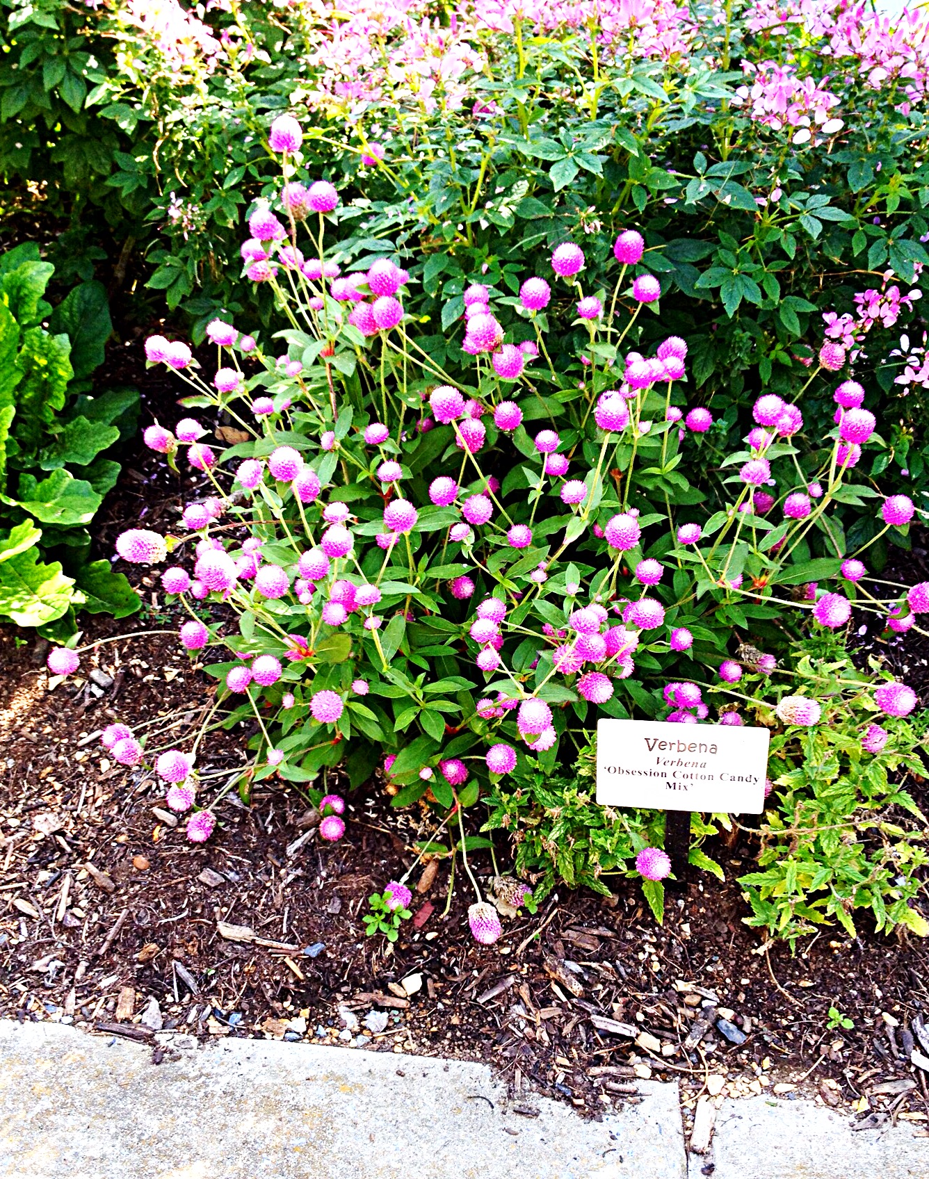 Verbena Obsession cotton candy