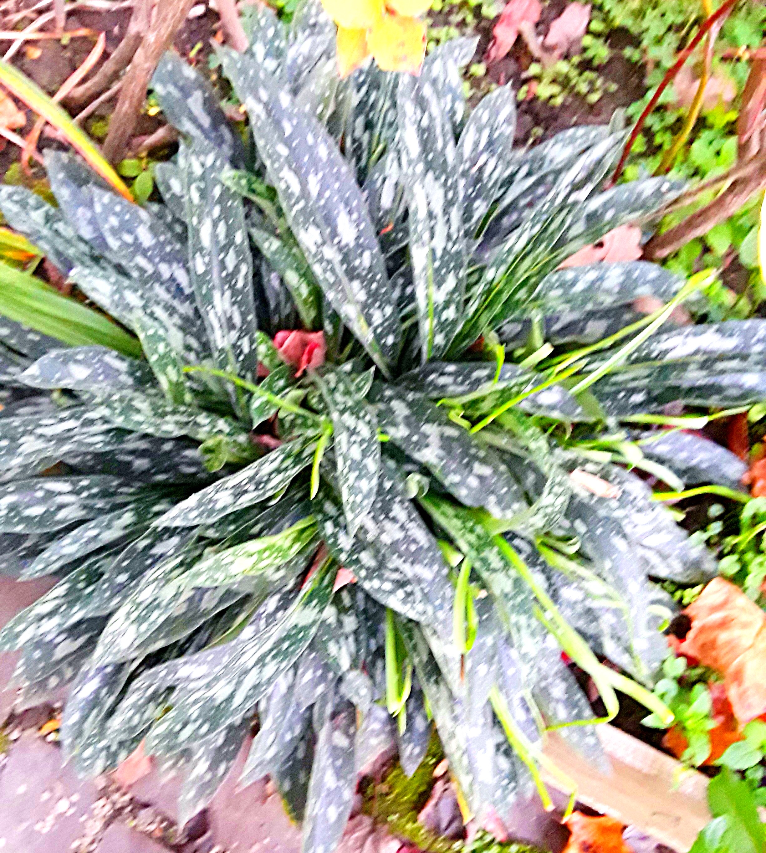 Pulmonaria