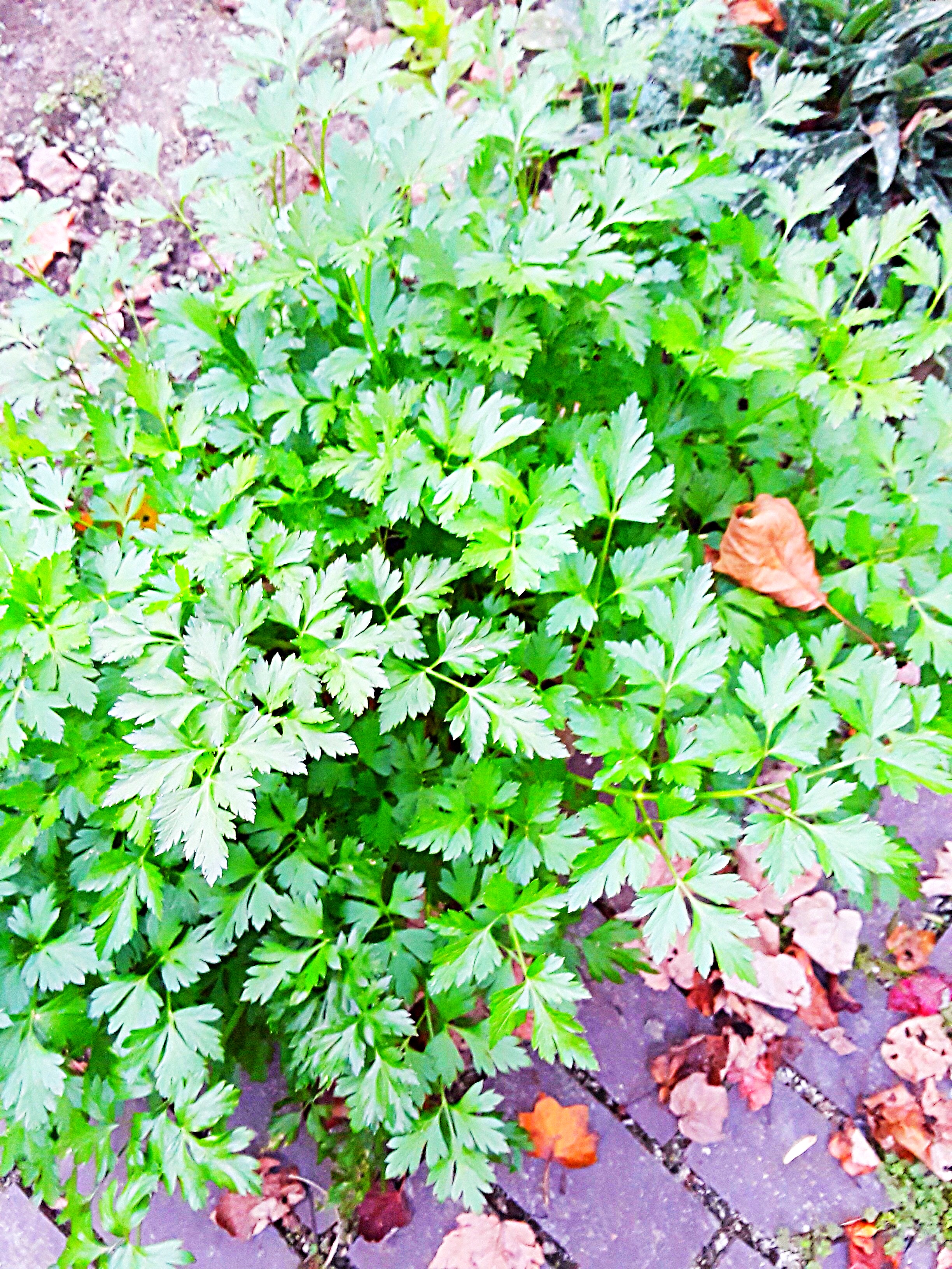 Parsley
