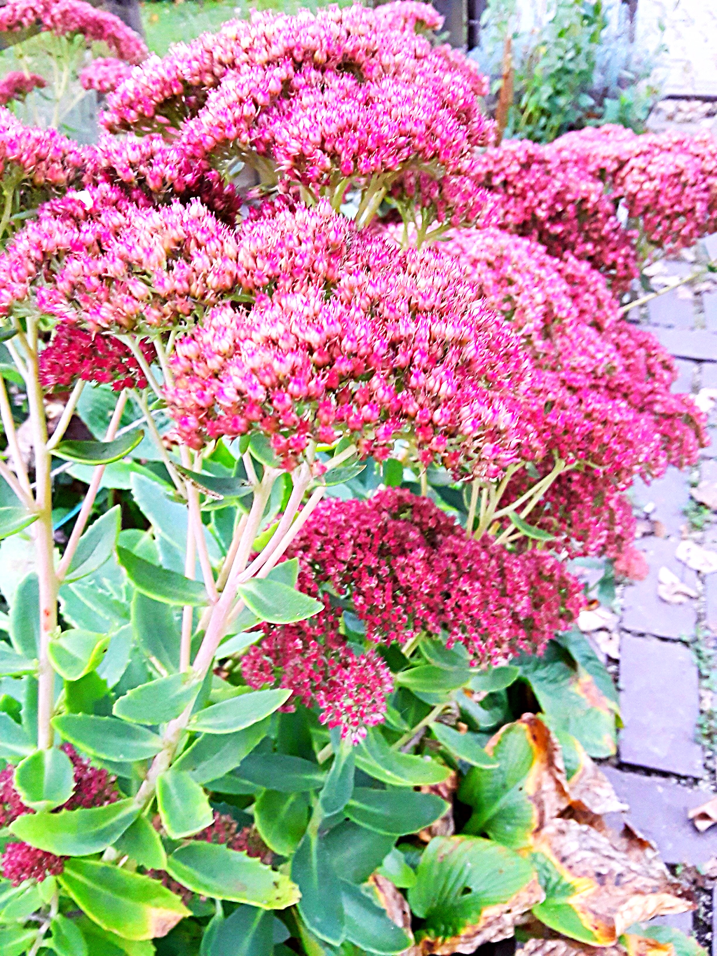 Sedum