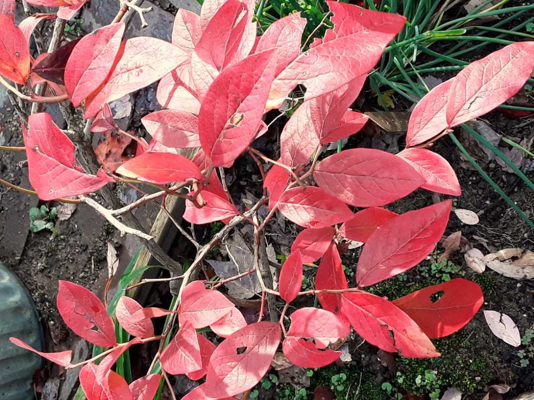 Blueberry foliage