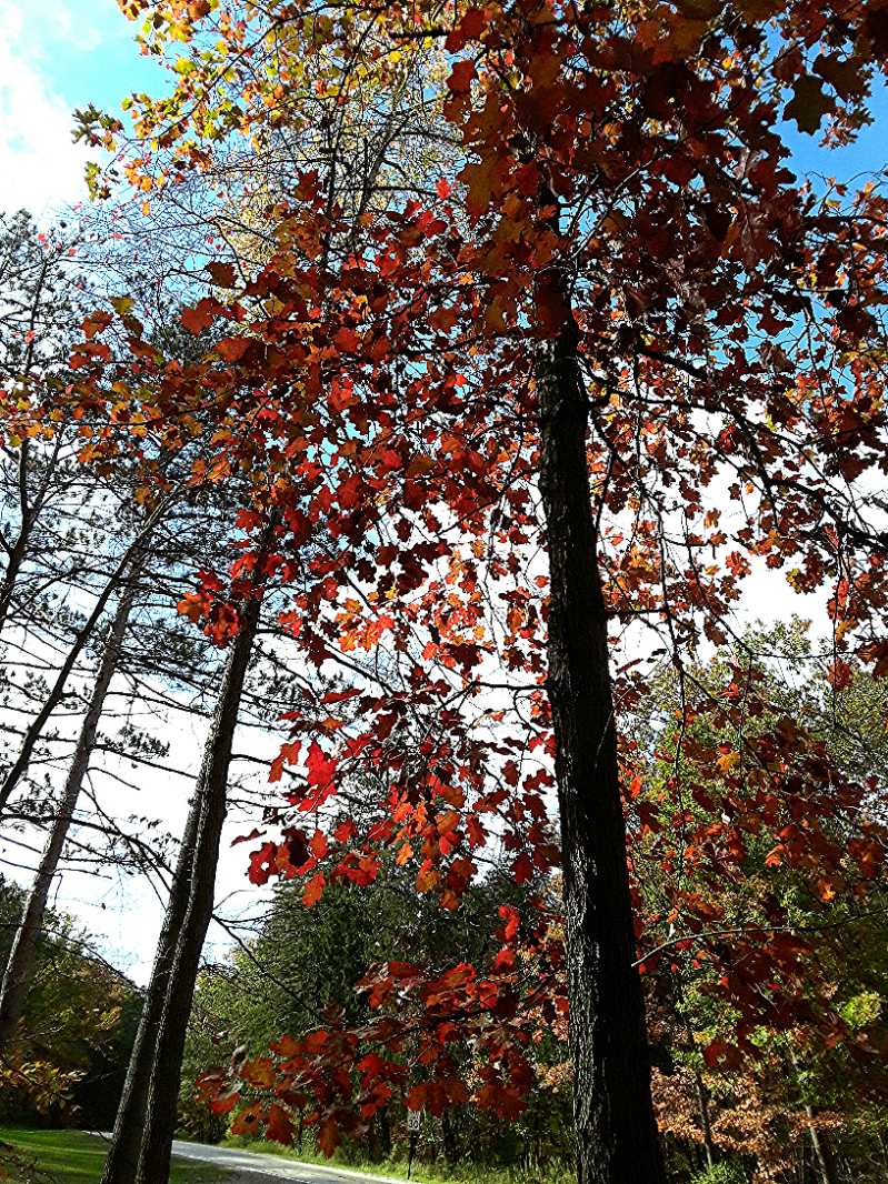 crimson autumn leaves