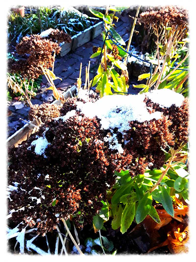 peony hoops used as sedum stakes