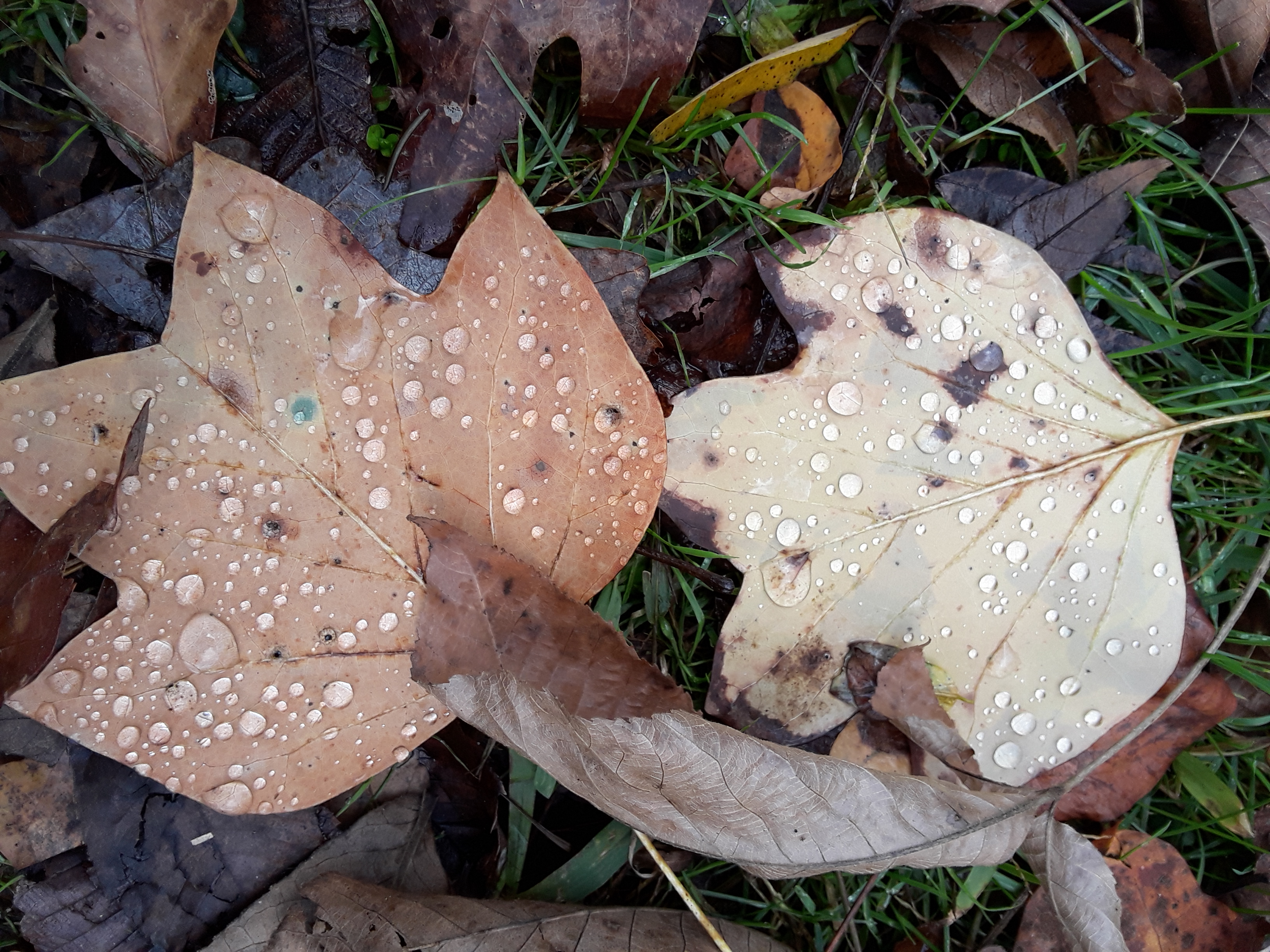 Raindrops on leaves