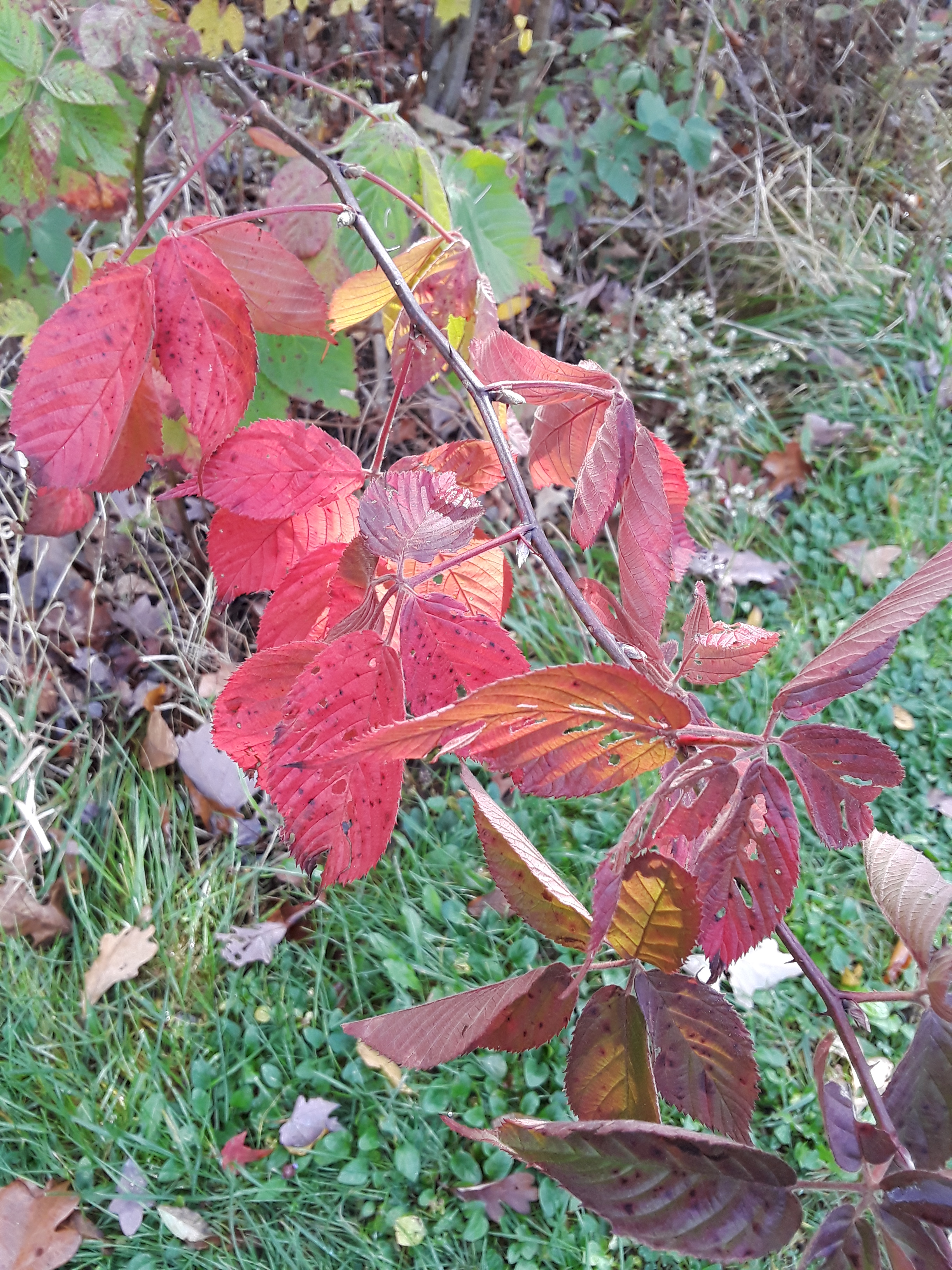 Virginia creeper shows off autumn foliage