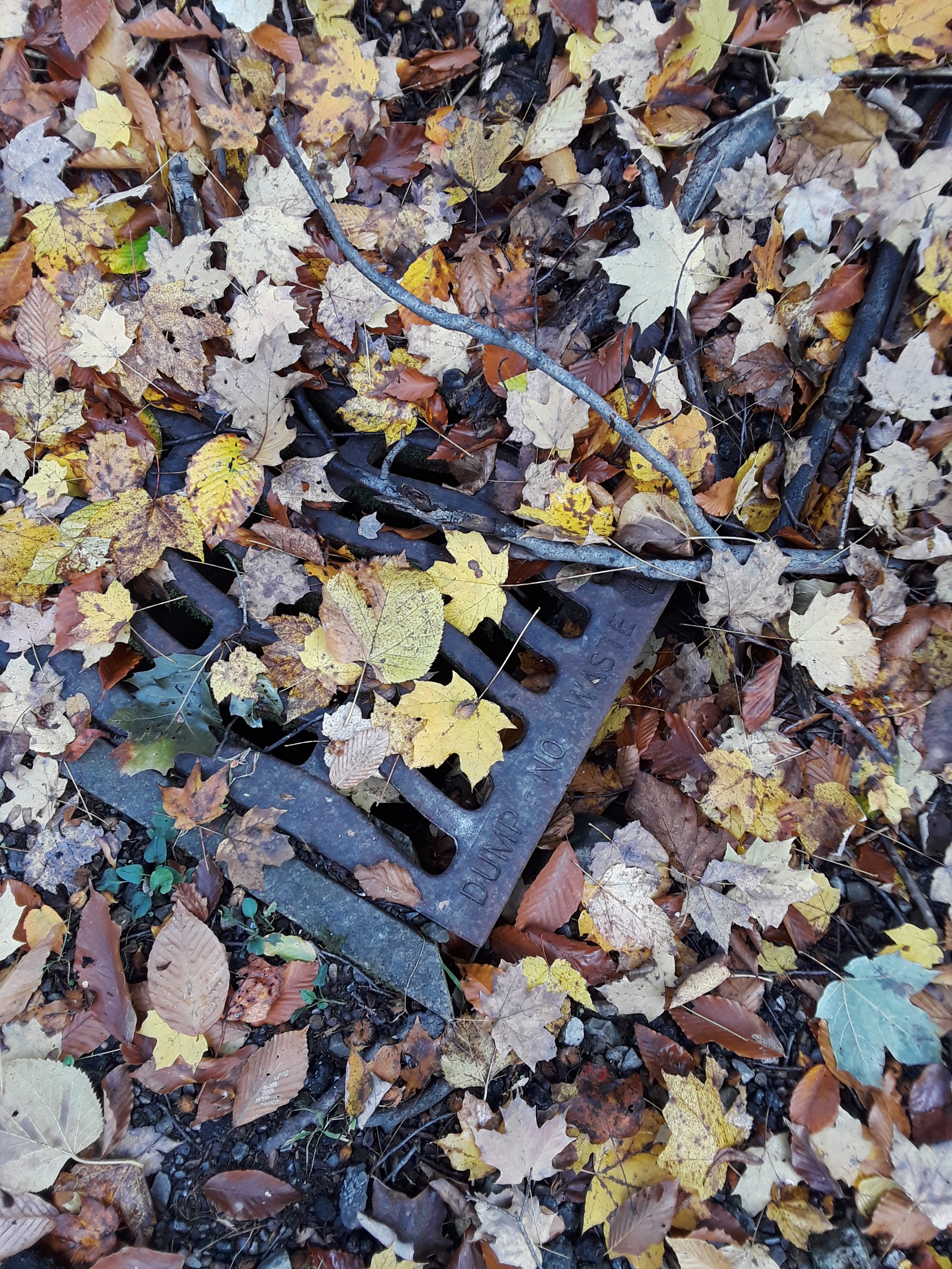 fallen leaves coat the woods, trail, and roadway