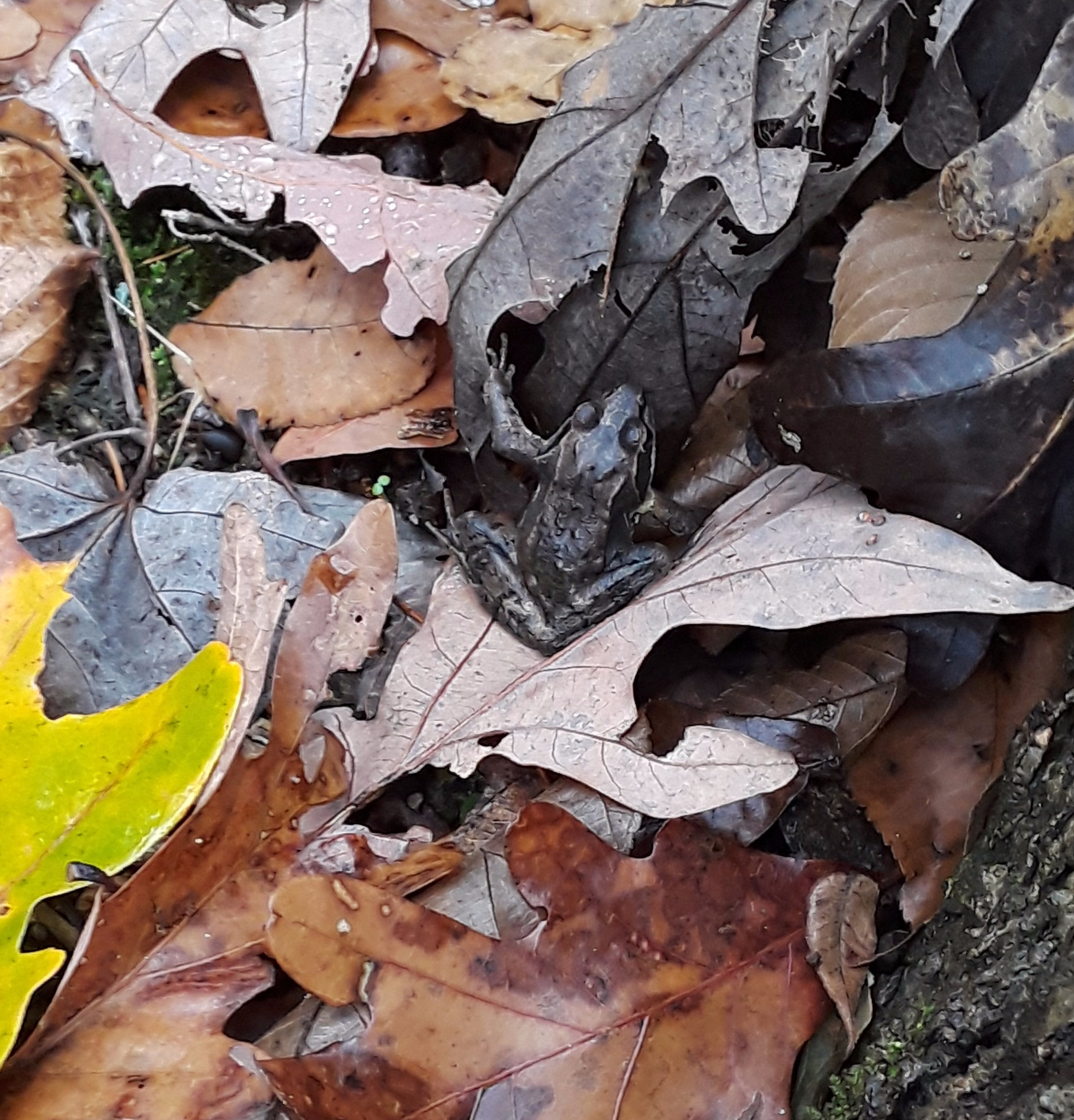 frog among leaves