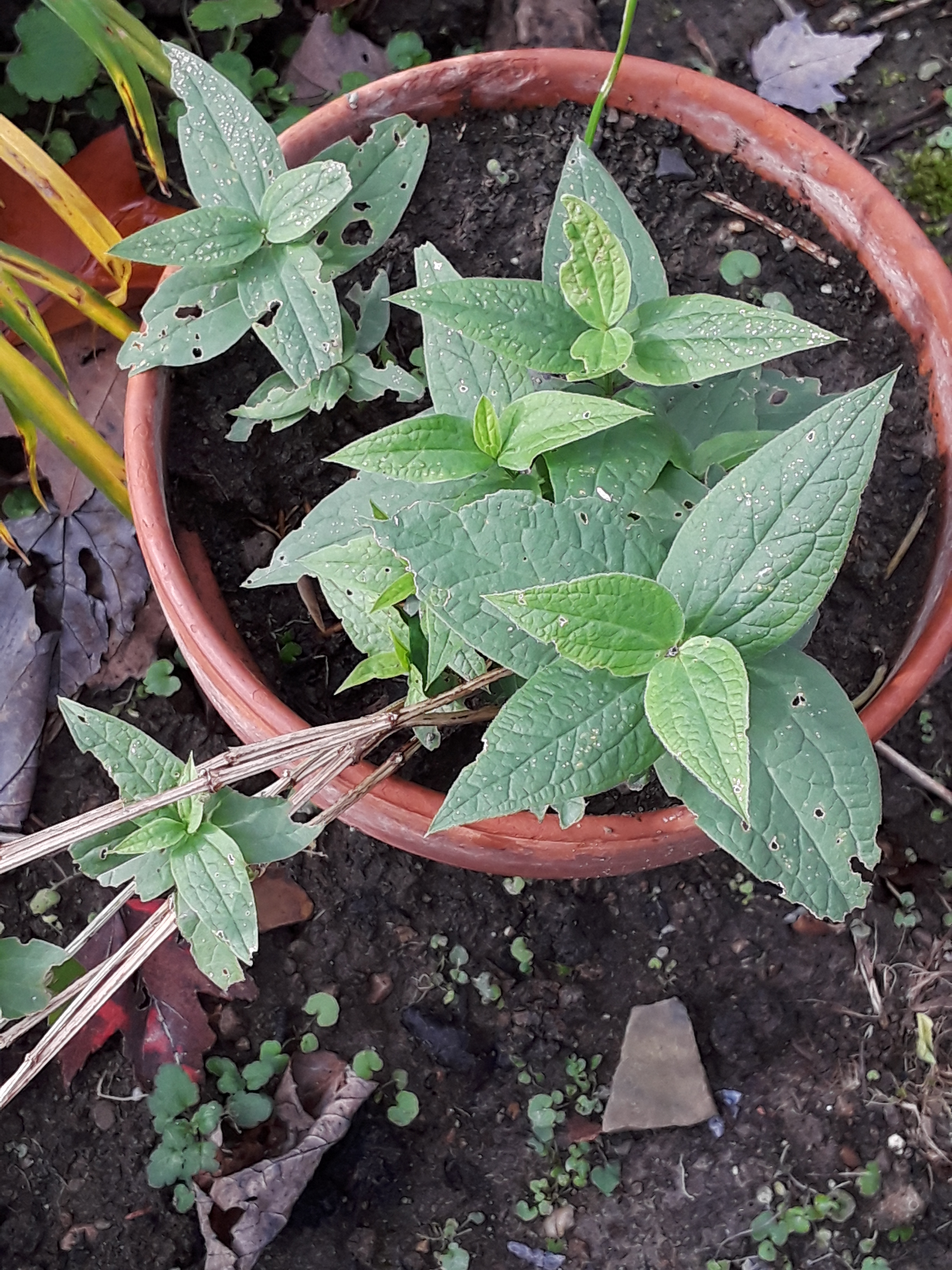 This volunteer clematis has large, white, bell-shaped blooms. I haven't planted anything like it. A new cultivar, perhaps?!