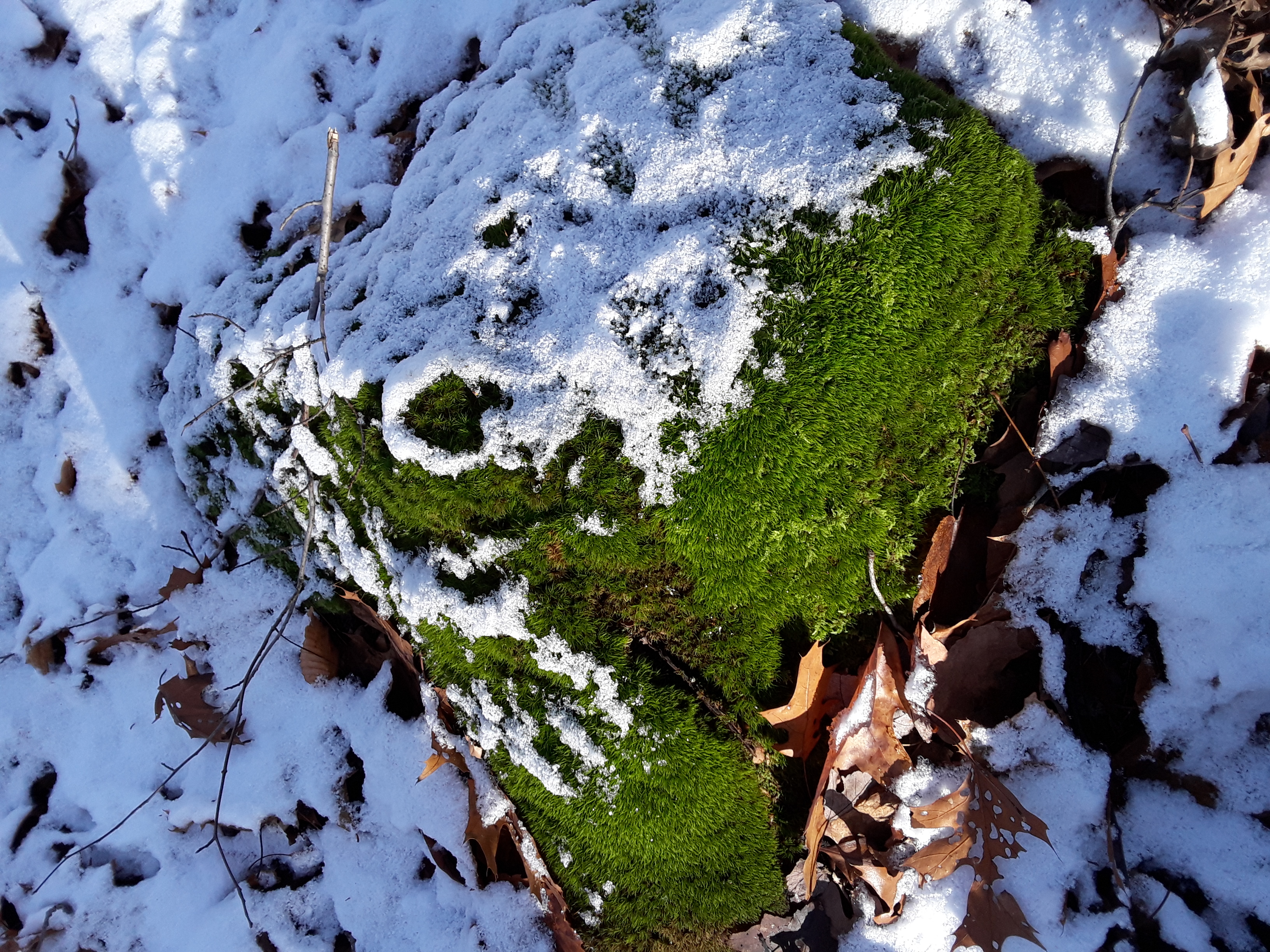 Mossy rock covered in snow