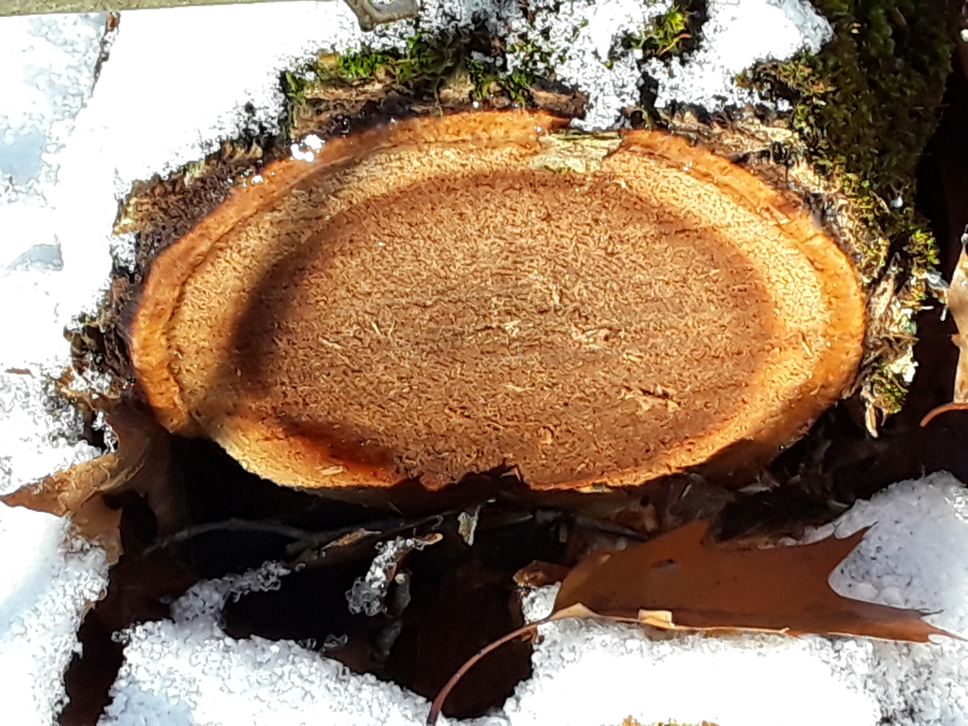 crosscut of tree trunk showing layers