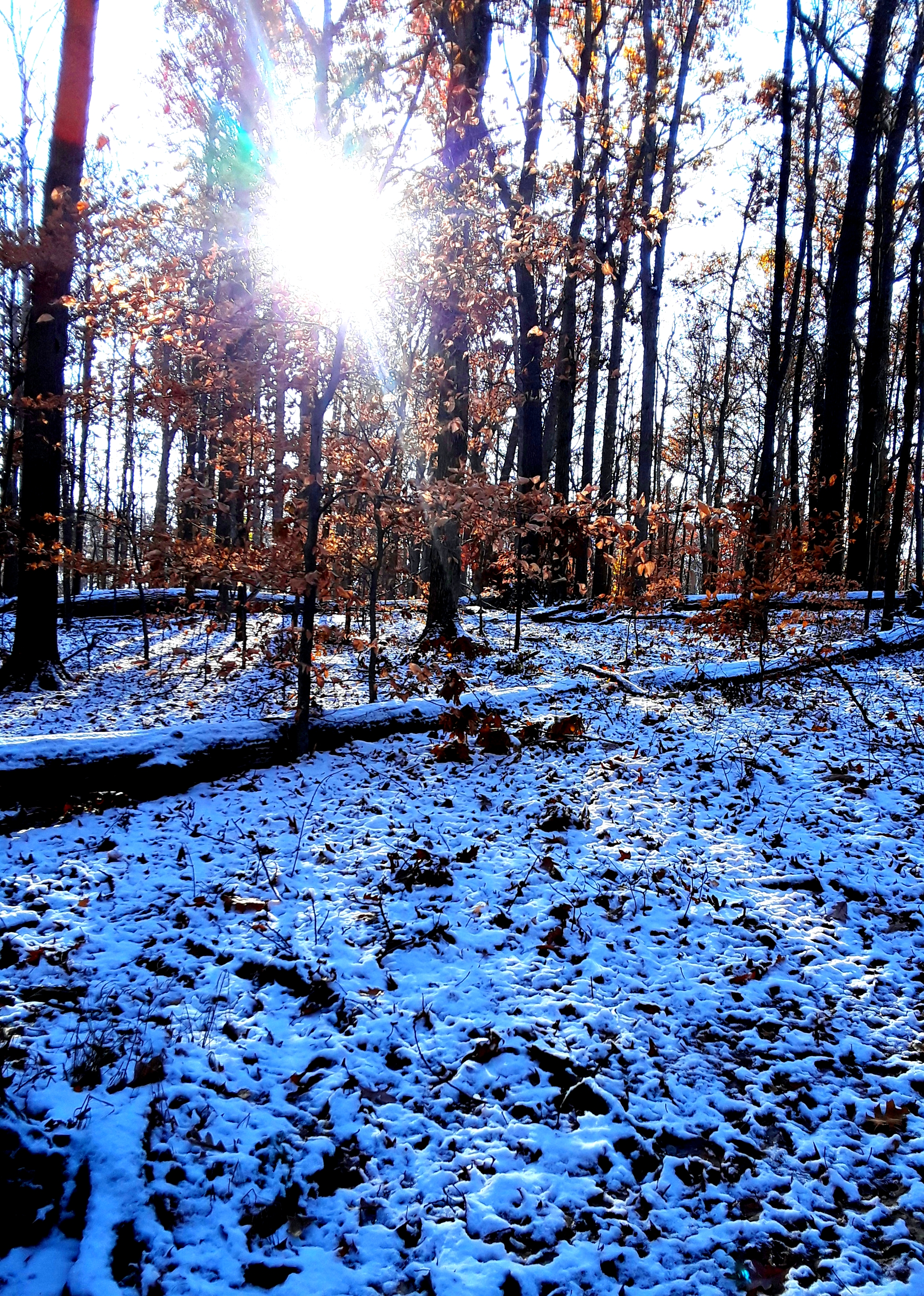 trees with fall foliage, and ground with snow