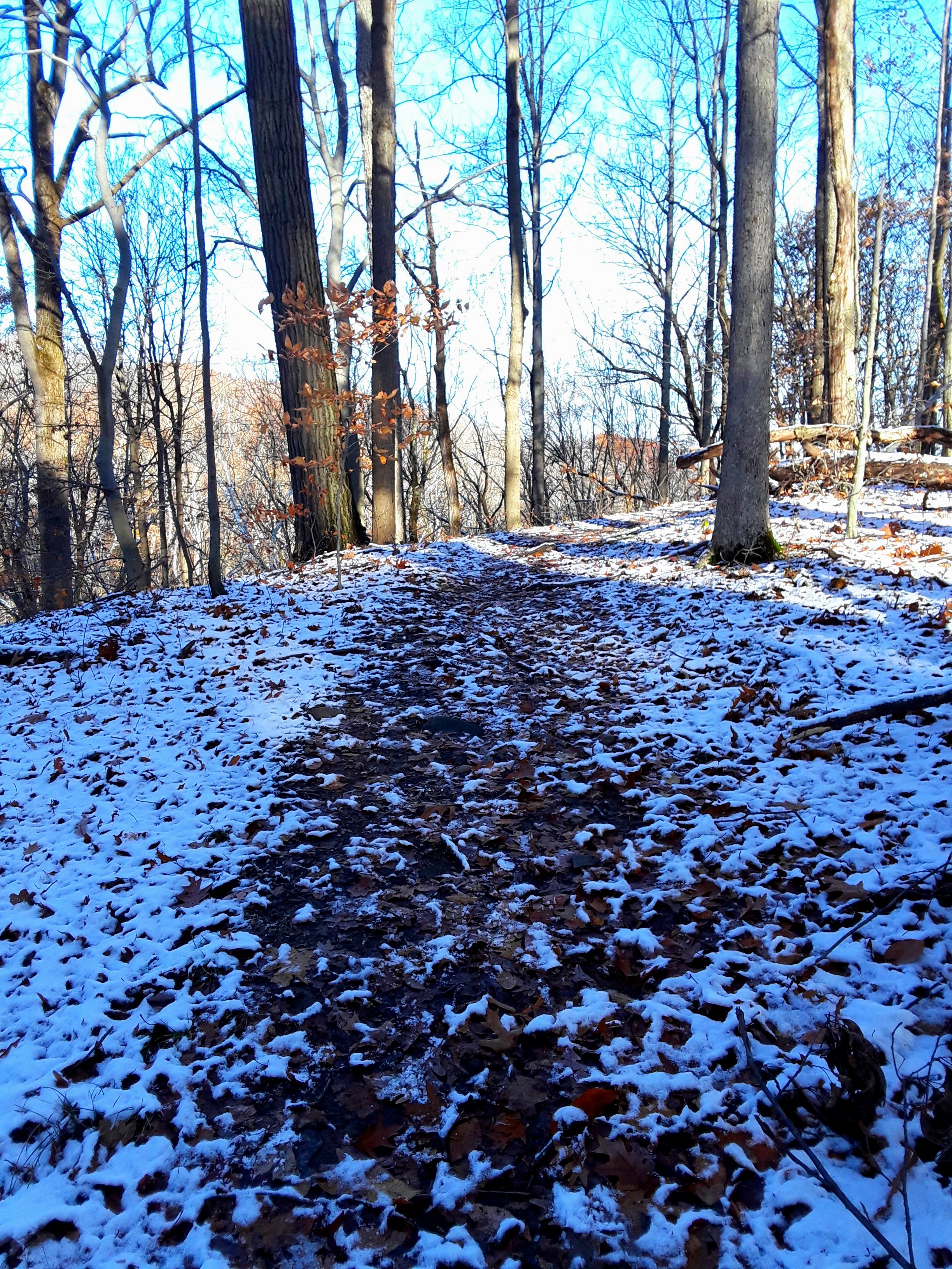 path through bare trees