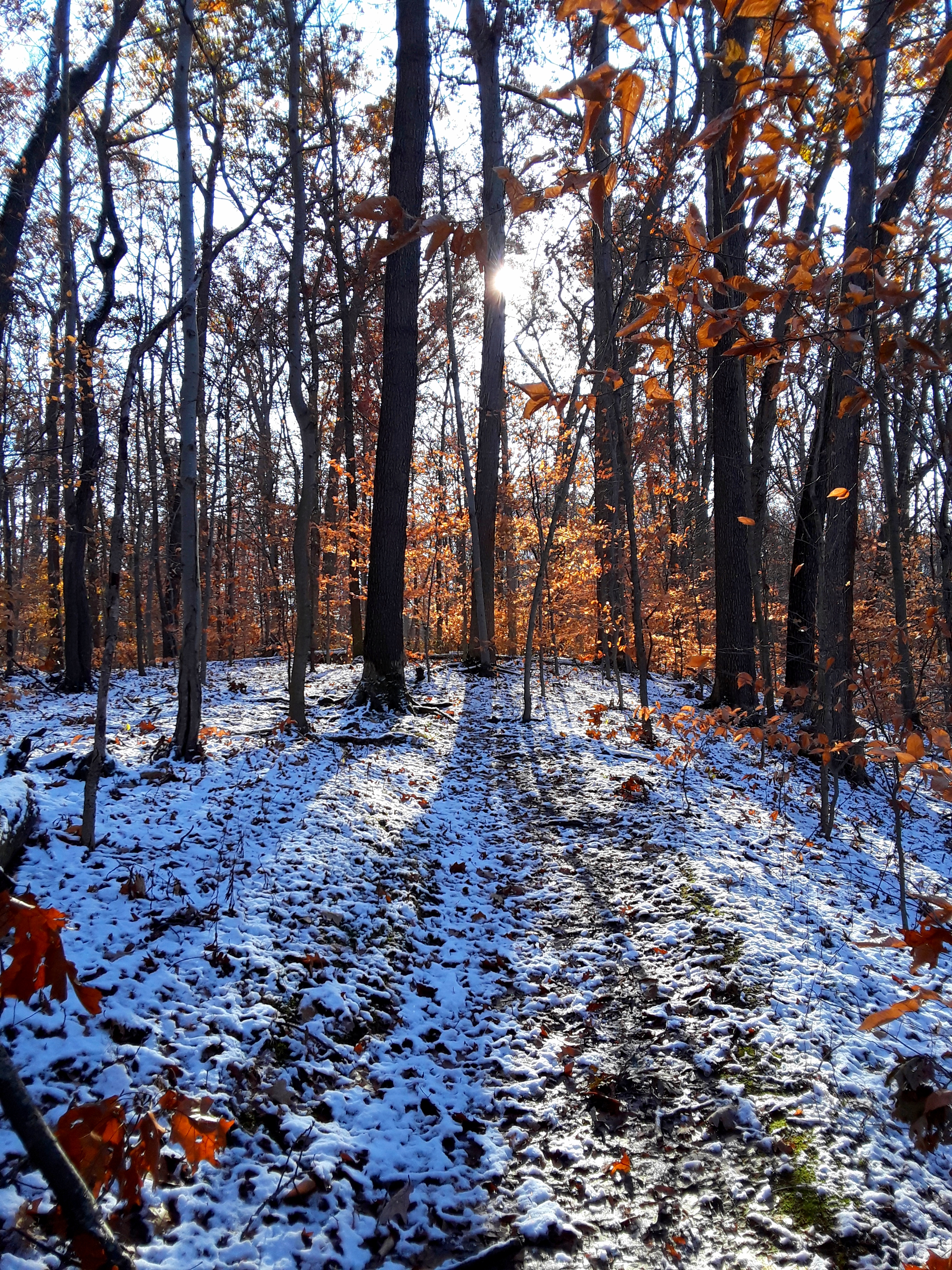 sunlight peeks around bare trees