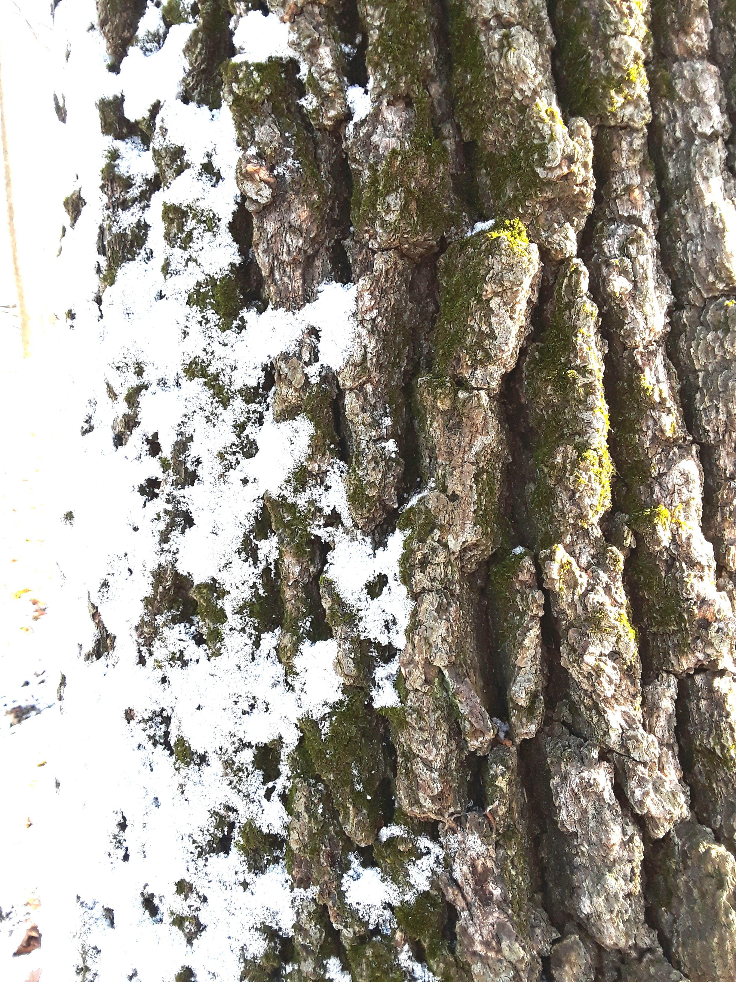 tree bark with snow and moss