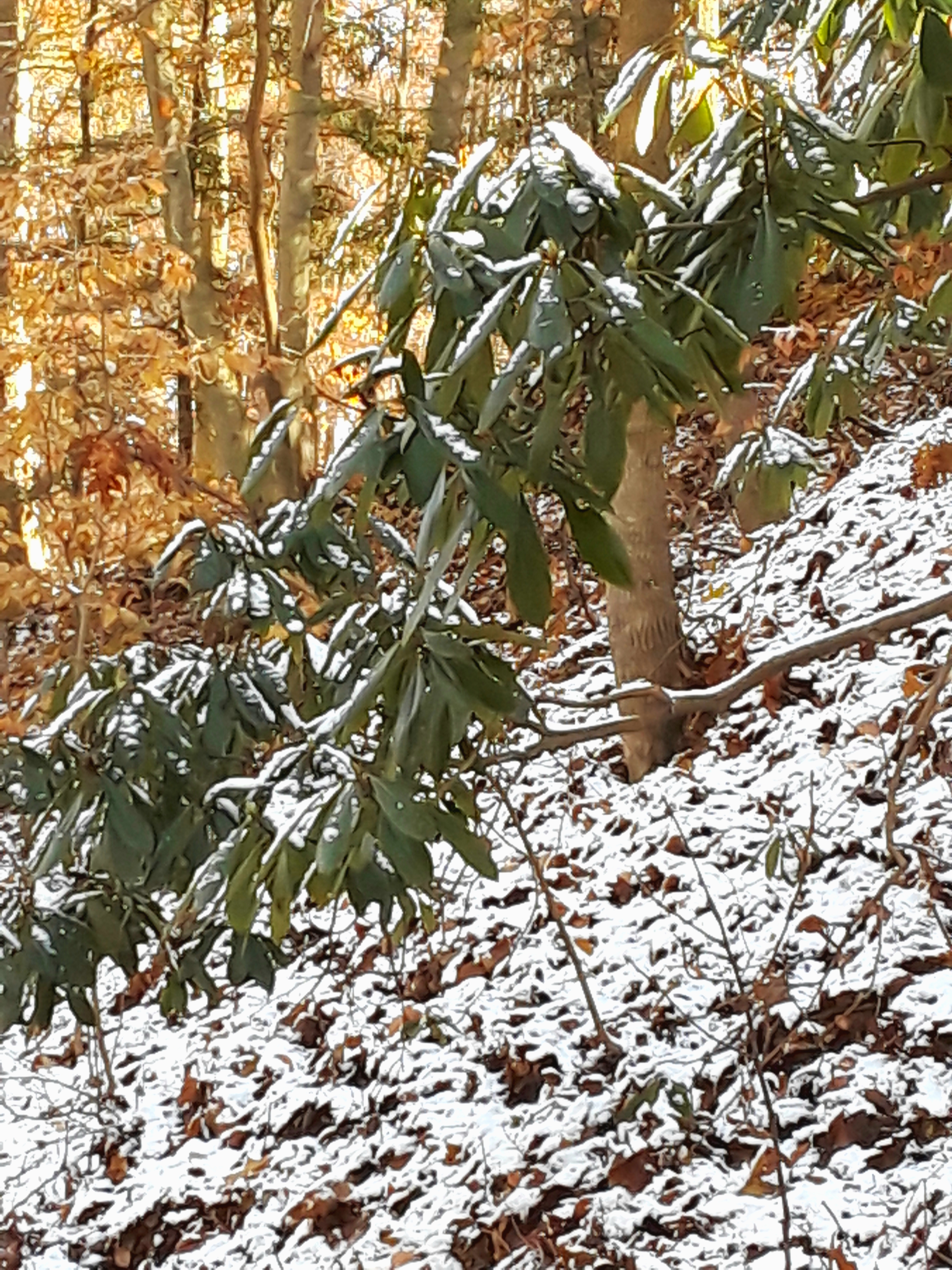 novemberhike8