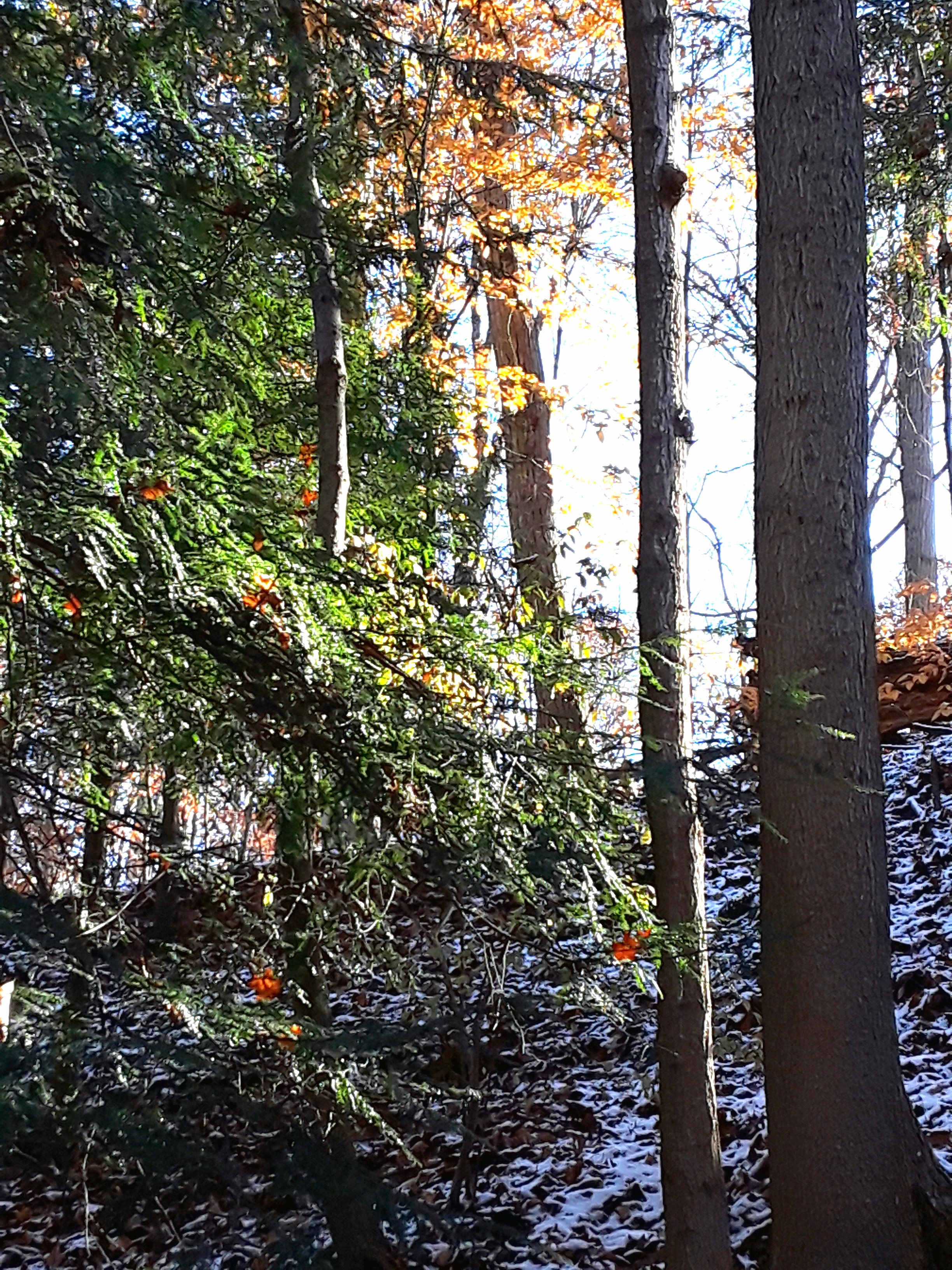 evergreen hemlocks, deciduous trees, and snow covered ground
