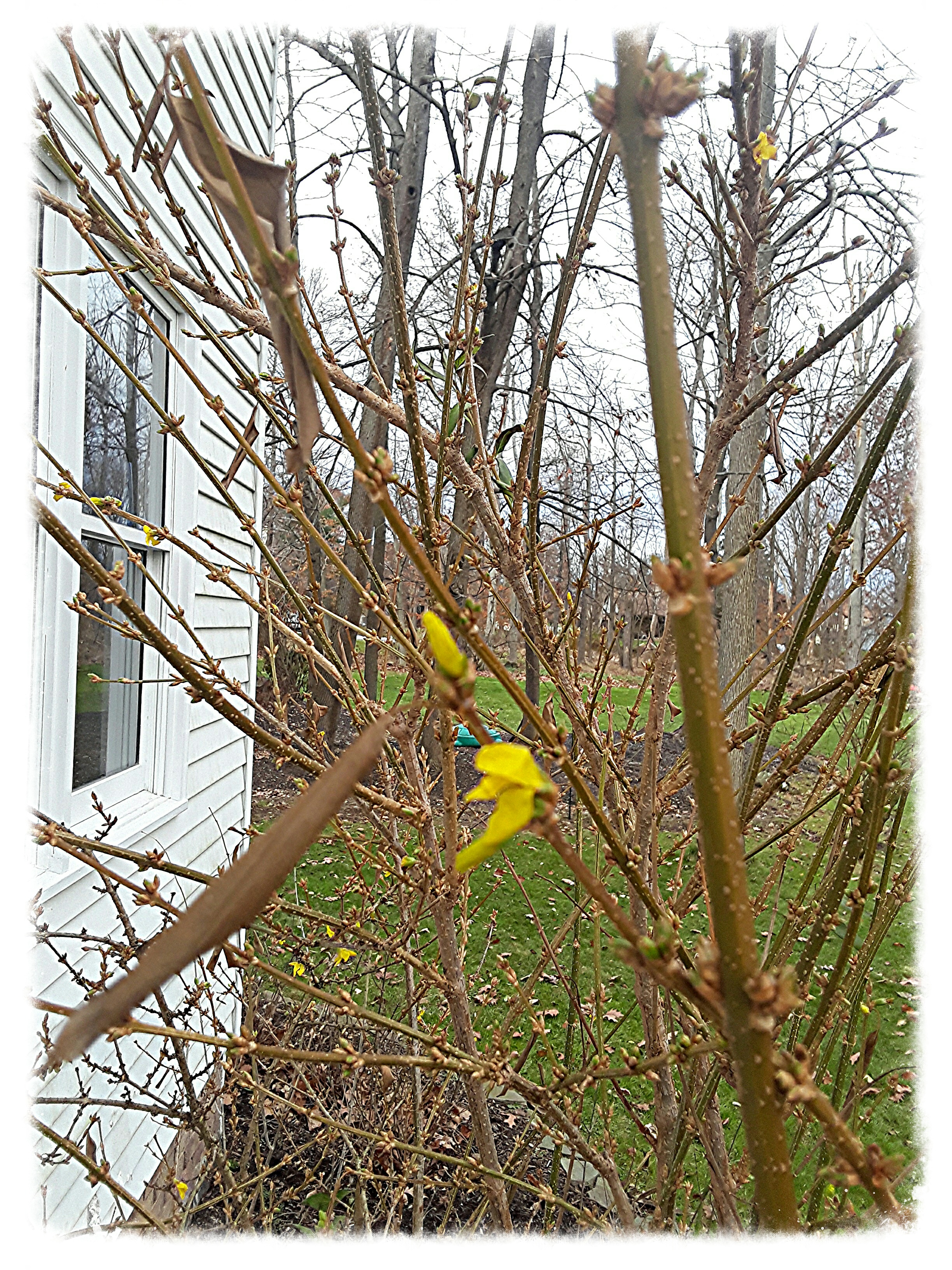 Fall blooms on forsythia plant