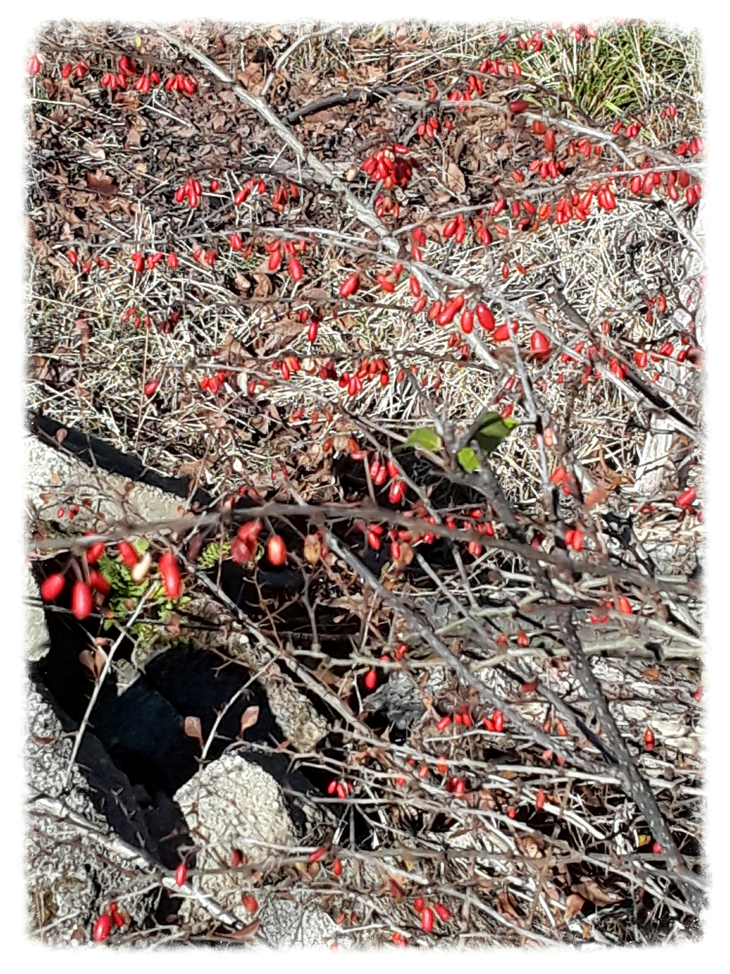 barberry berries