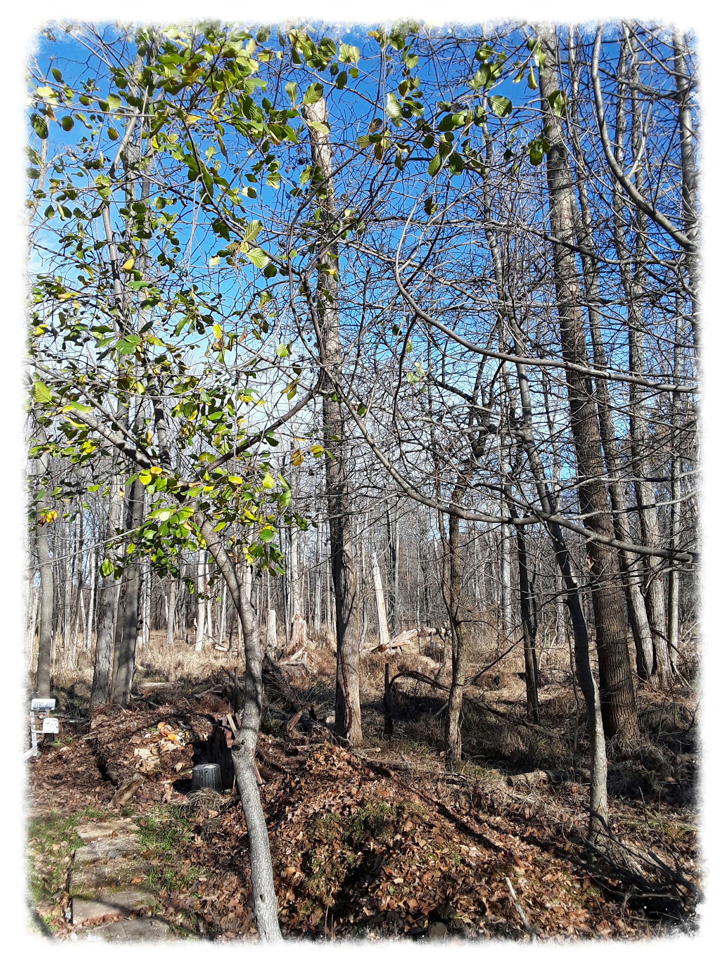 Buckthorn leaves still green in December