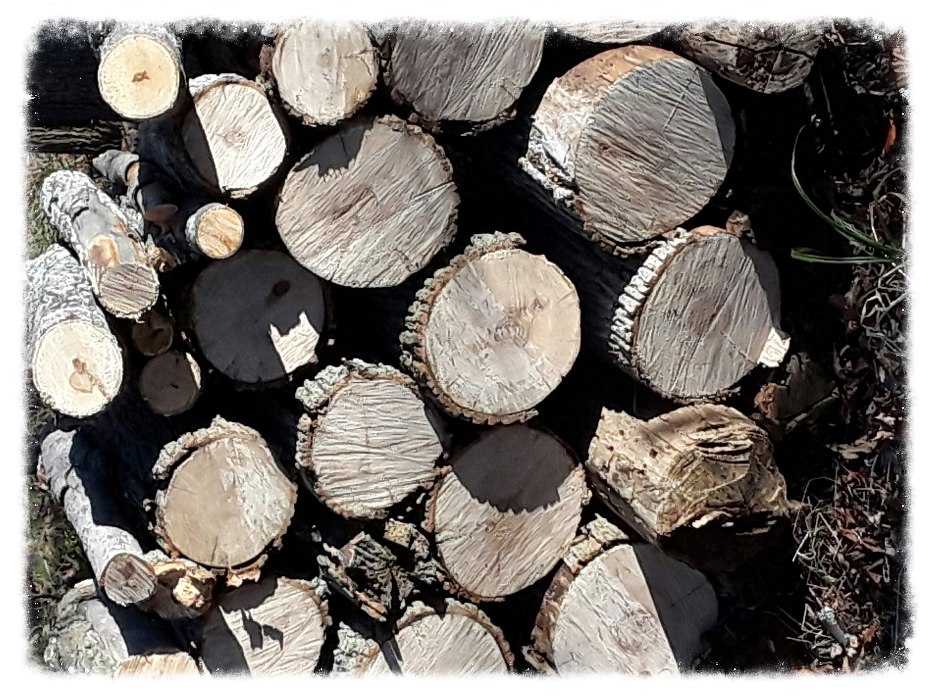 cut and stacked wood