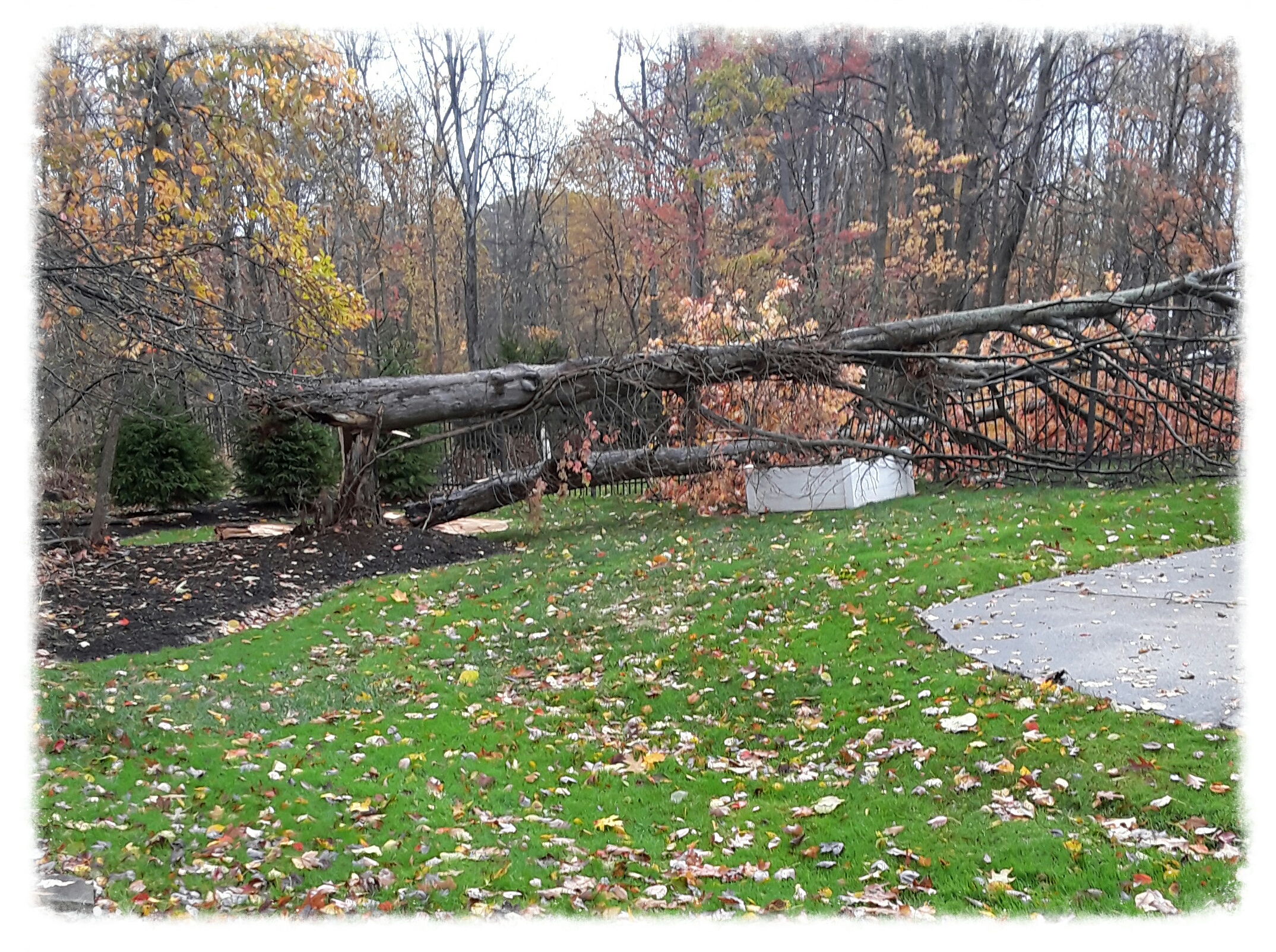 trees blown down by 100 mph winds