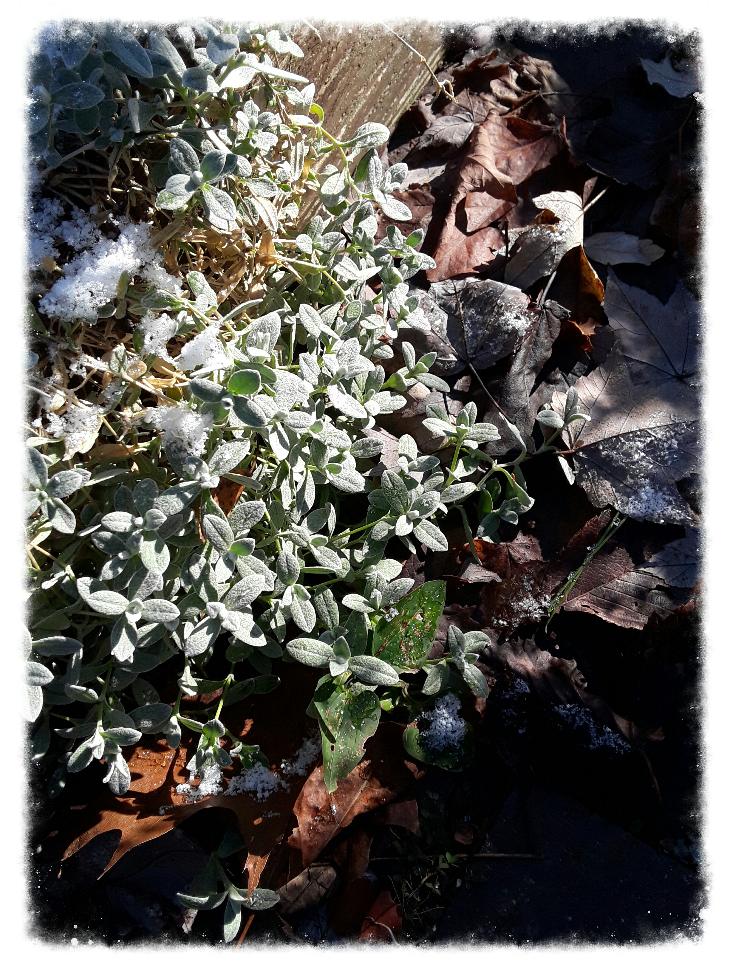 snow-in-summer dusted with snow