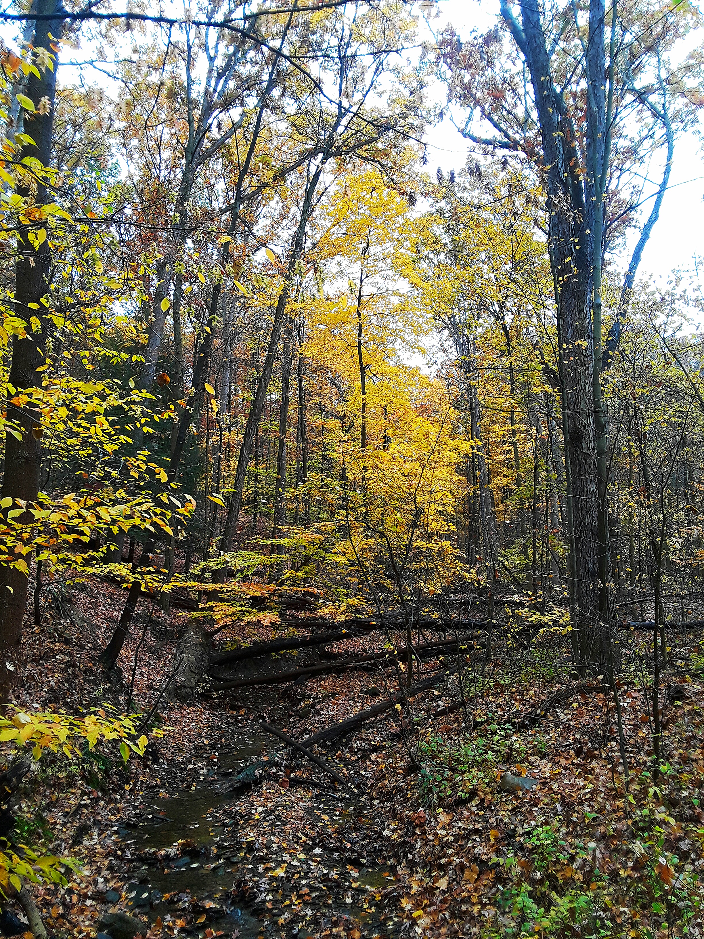 Golden colors in autumn woods