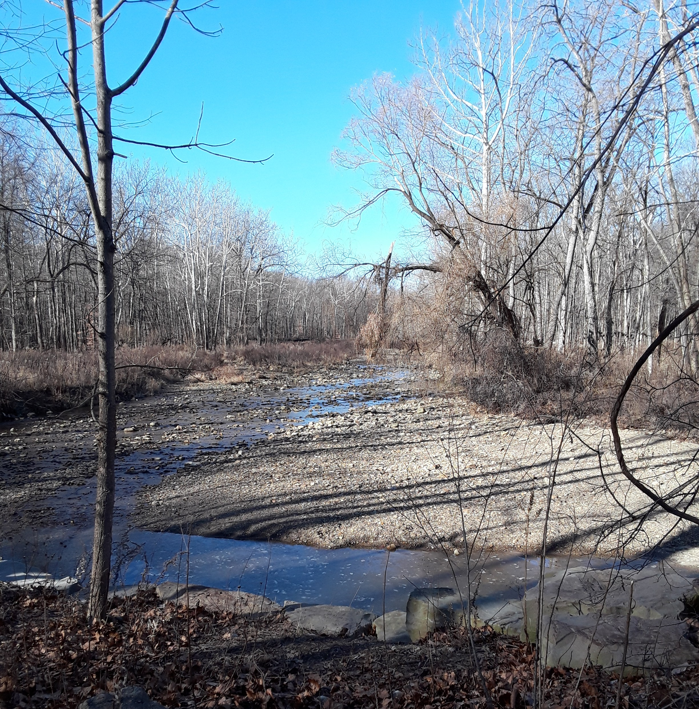 stream with bare trees along the banks