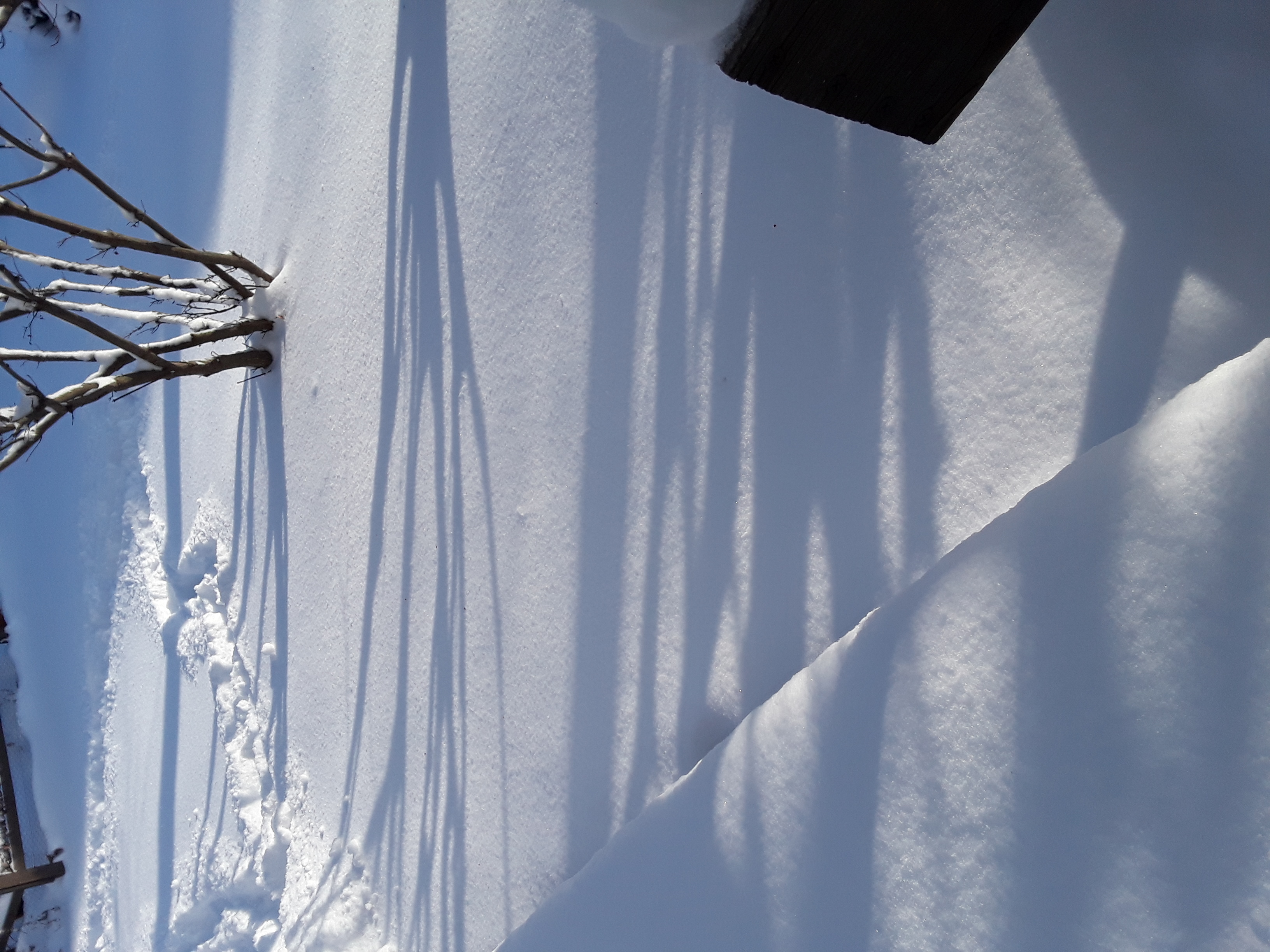 Shadows of burning bushes on the surface of the snow