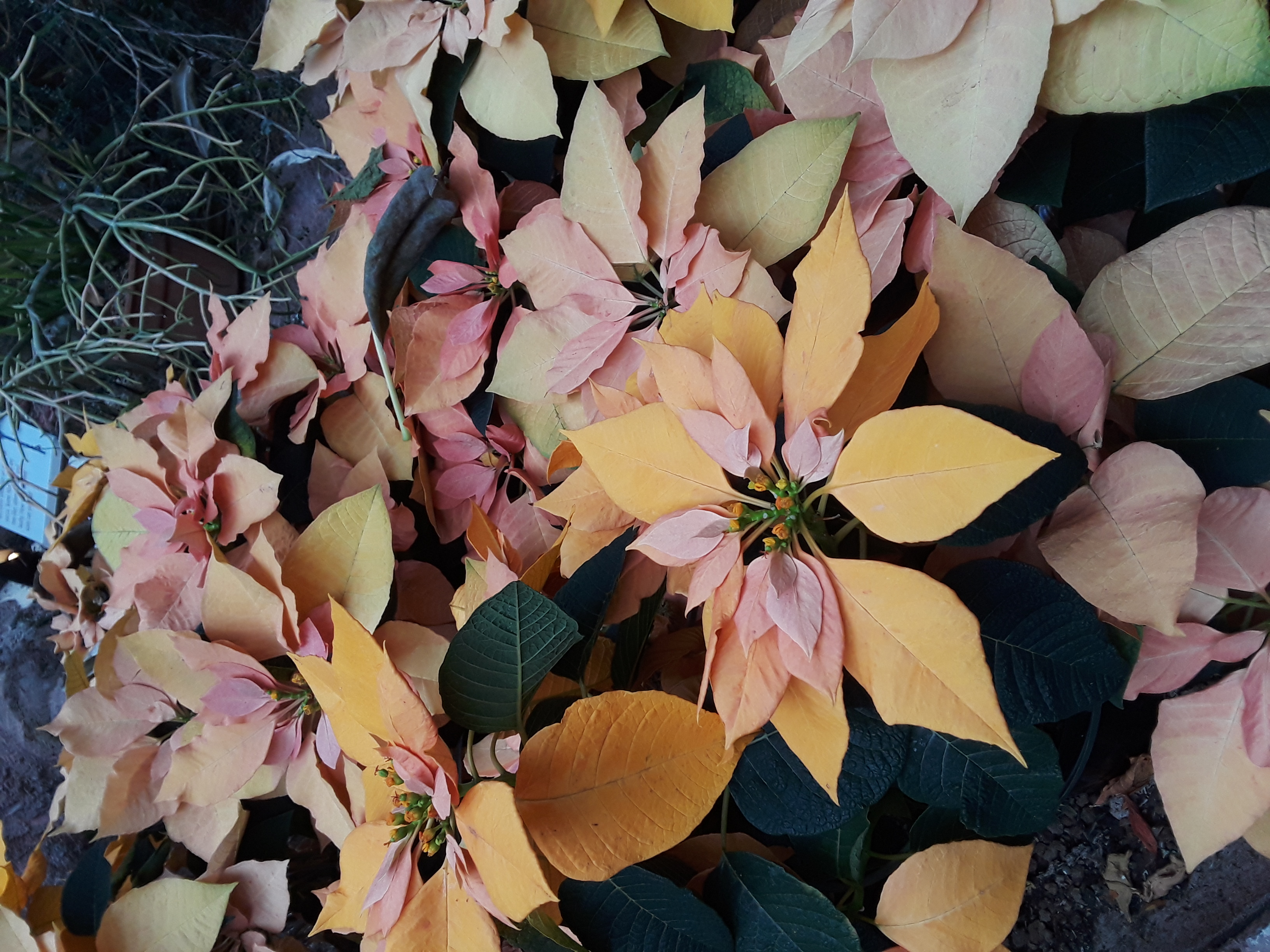 Poinsettia Autumn leaves shows apricot colored bracts in a warm apricot