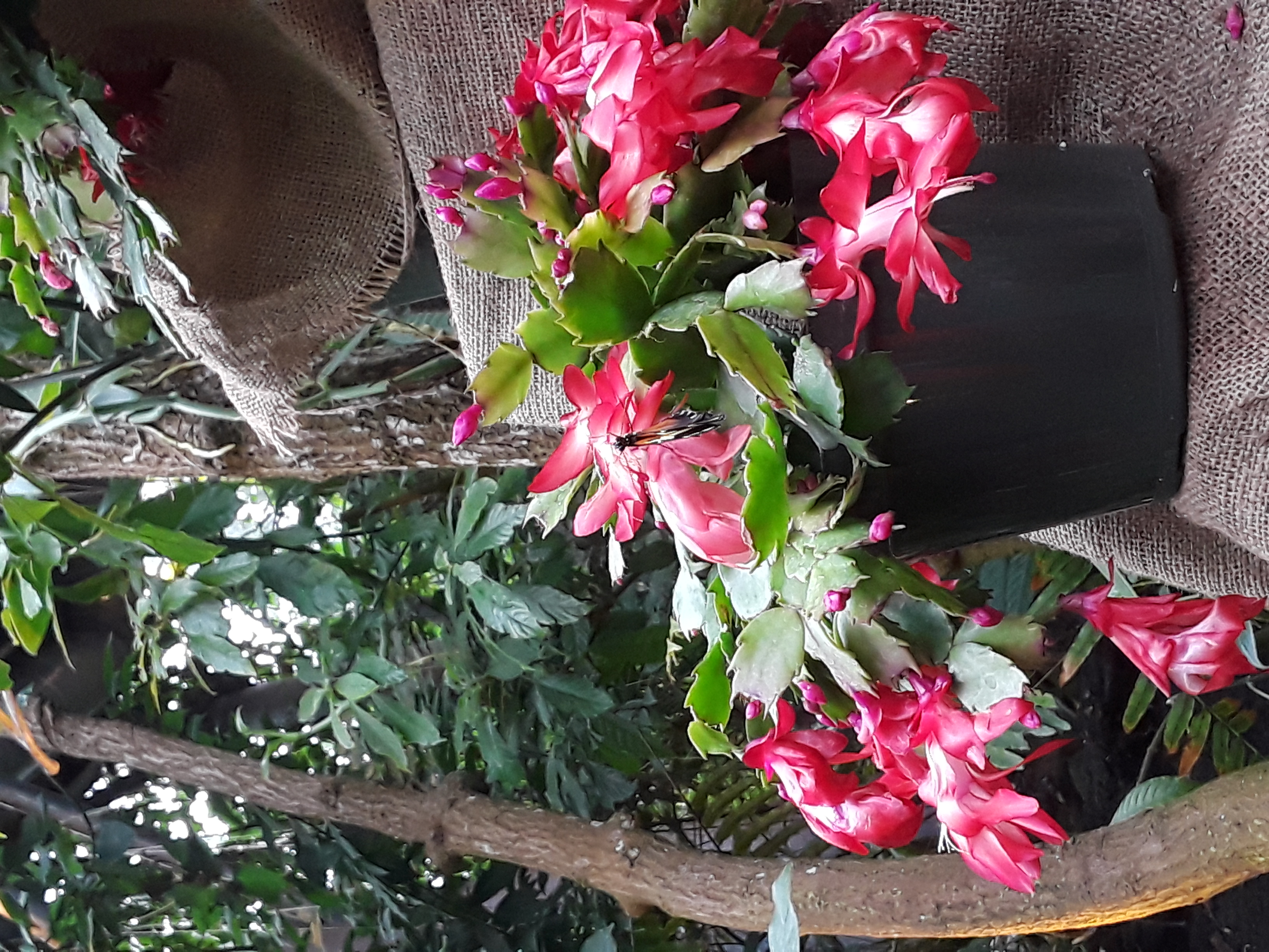 Christmas cactus blooms in a bright cherry color