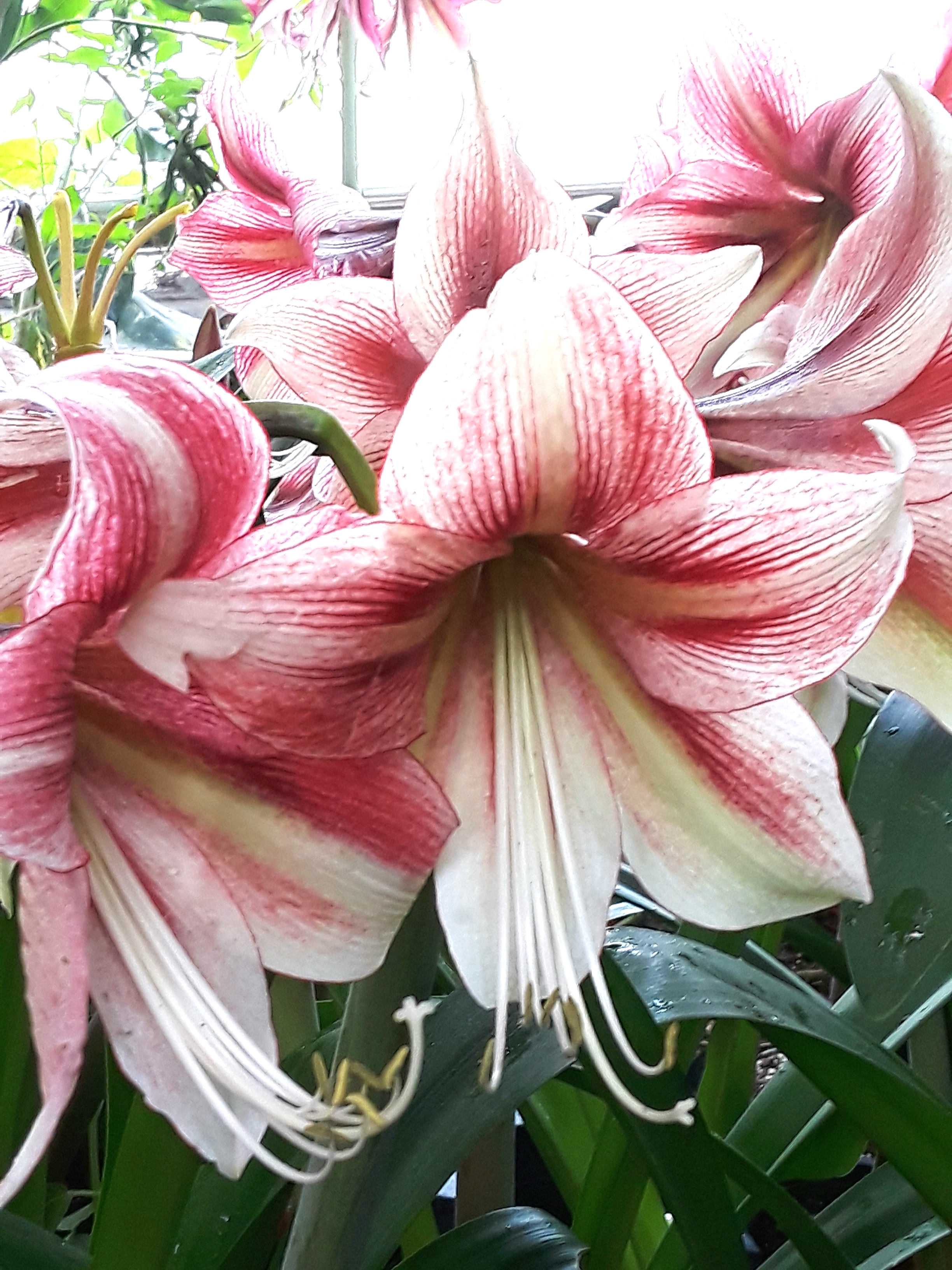white amaryllis with pink striping