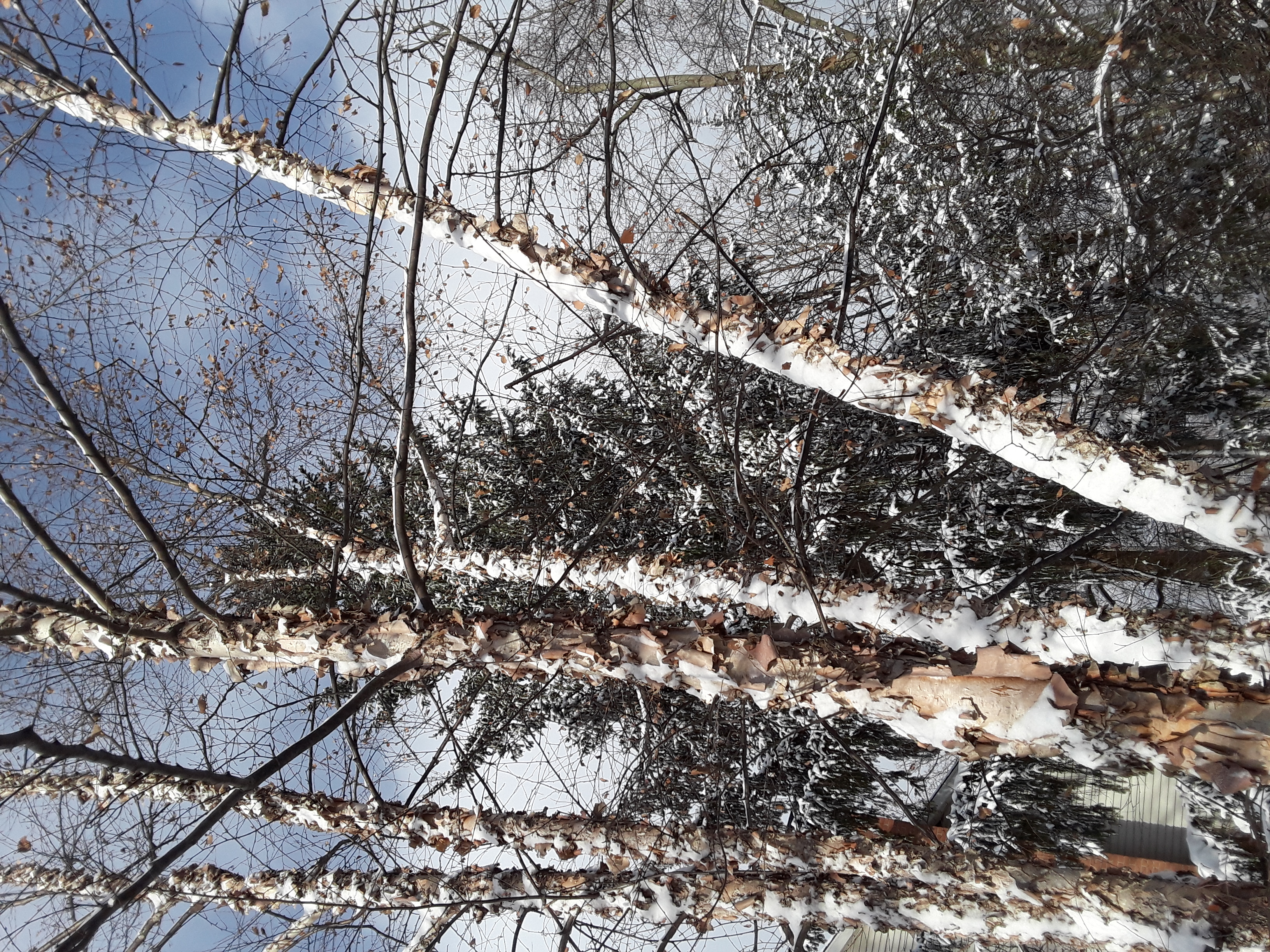 river birch and spruce against a blue winter sky