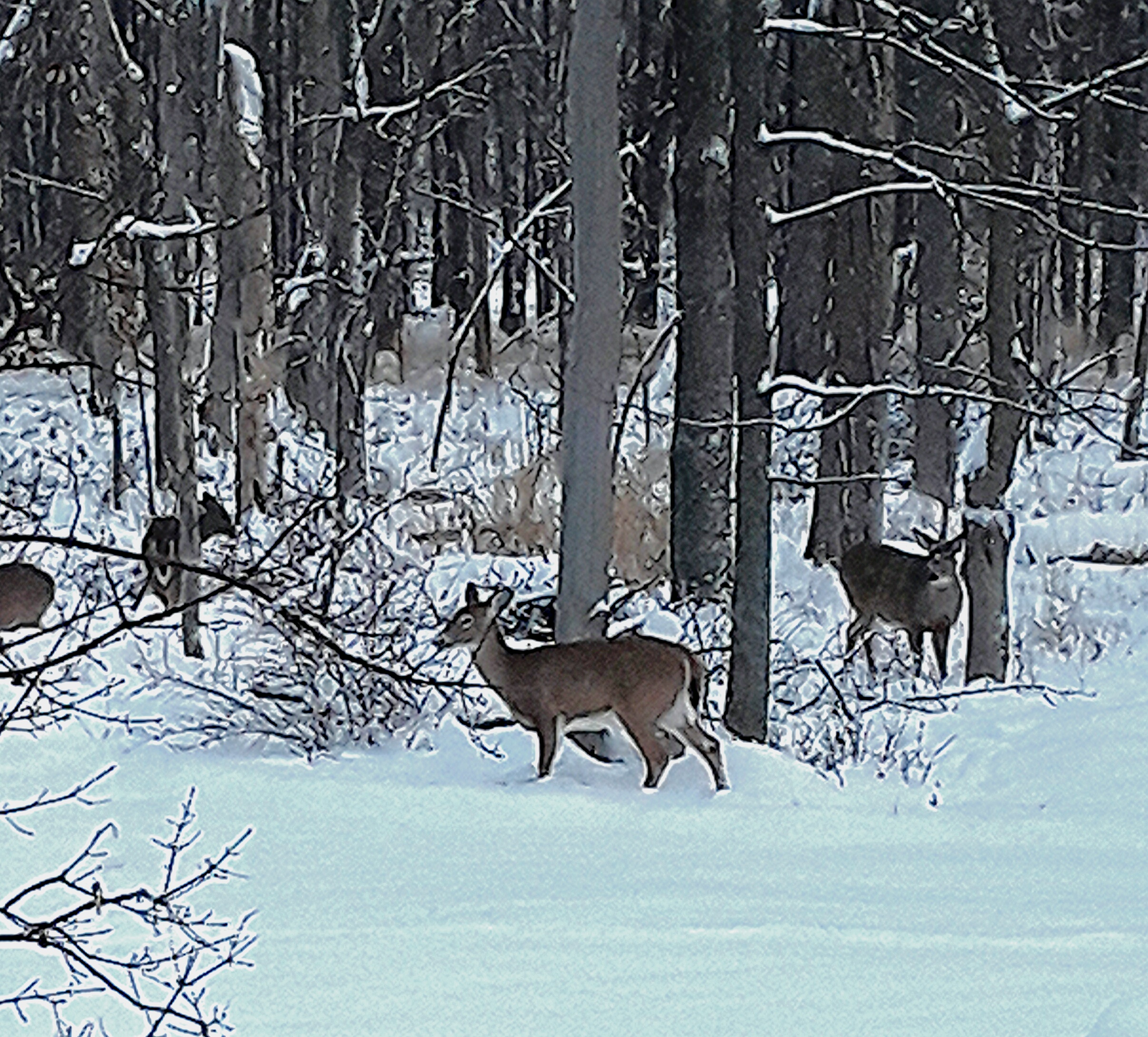 Four browsing white-tailed deer