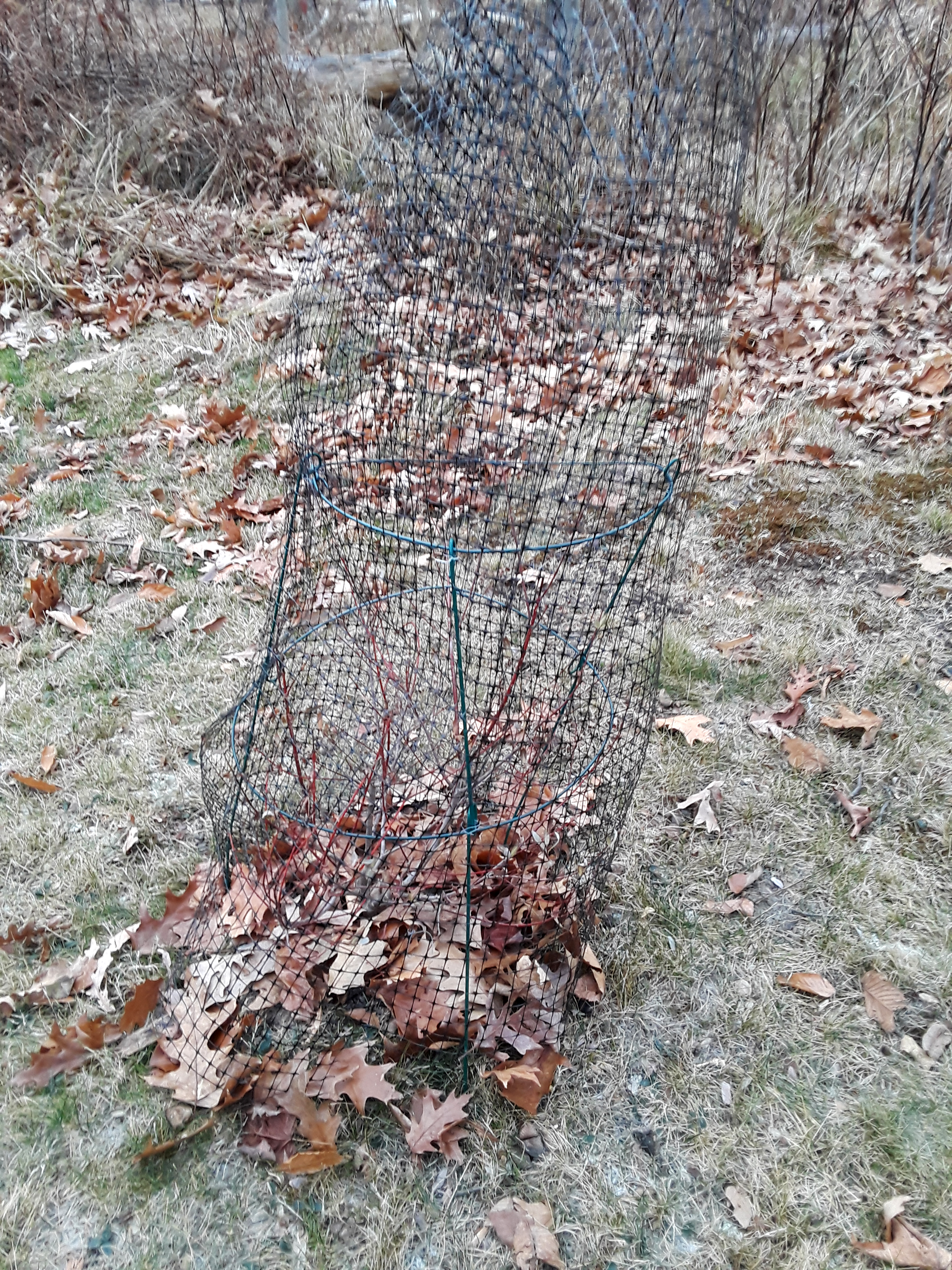 Deer netting around a peony hoop
