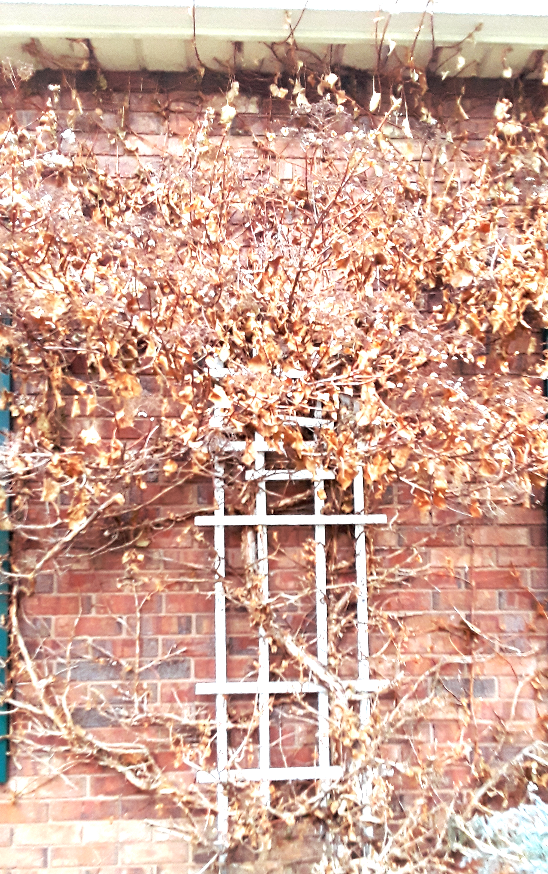Vine of climbing hydrangea hugs the white trellis