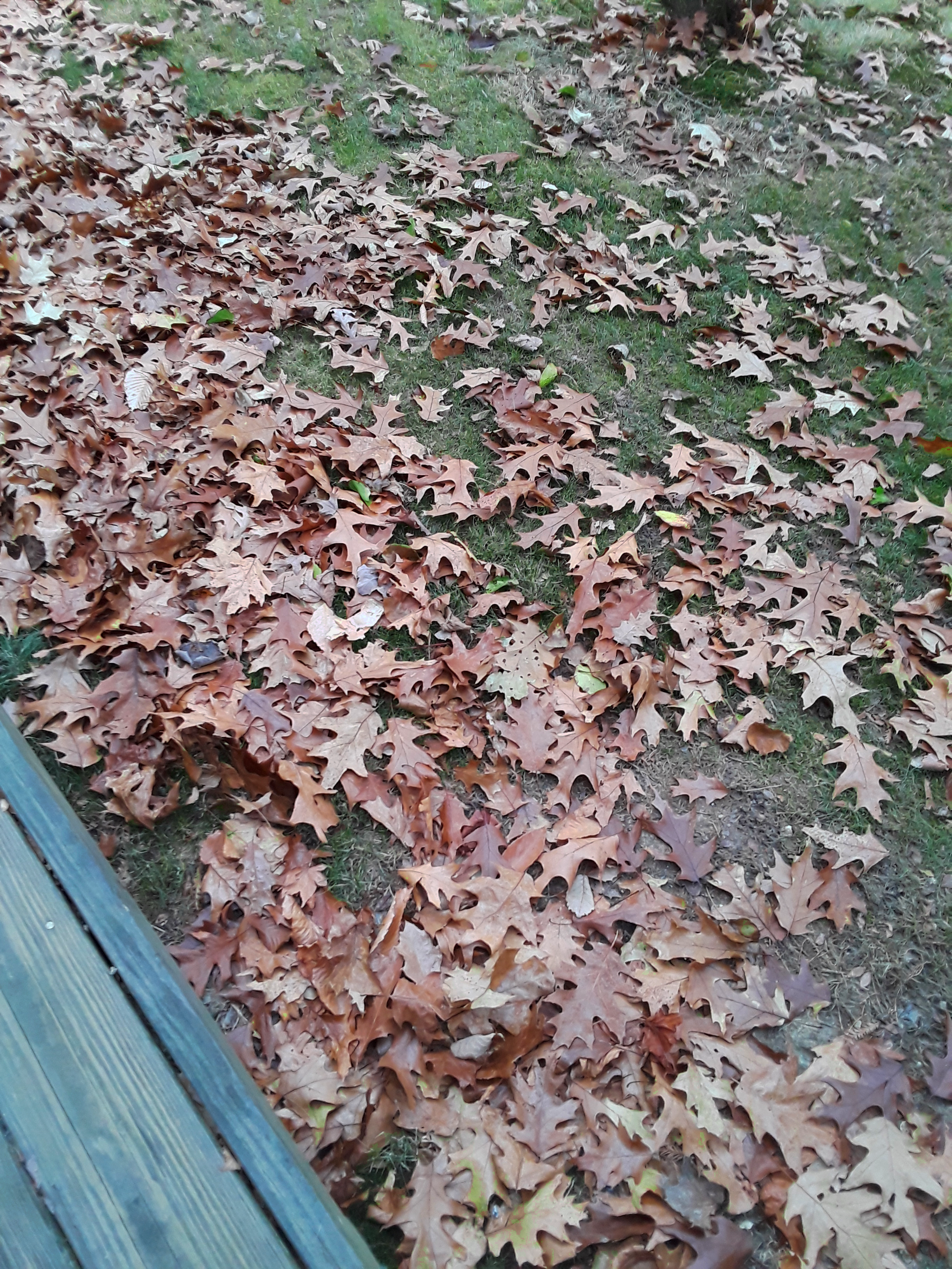 fallen oak leaves cover the ground