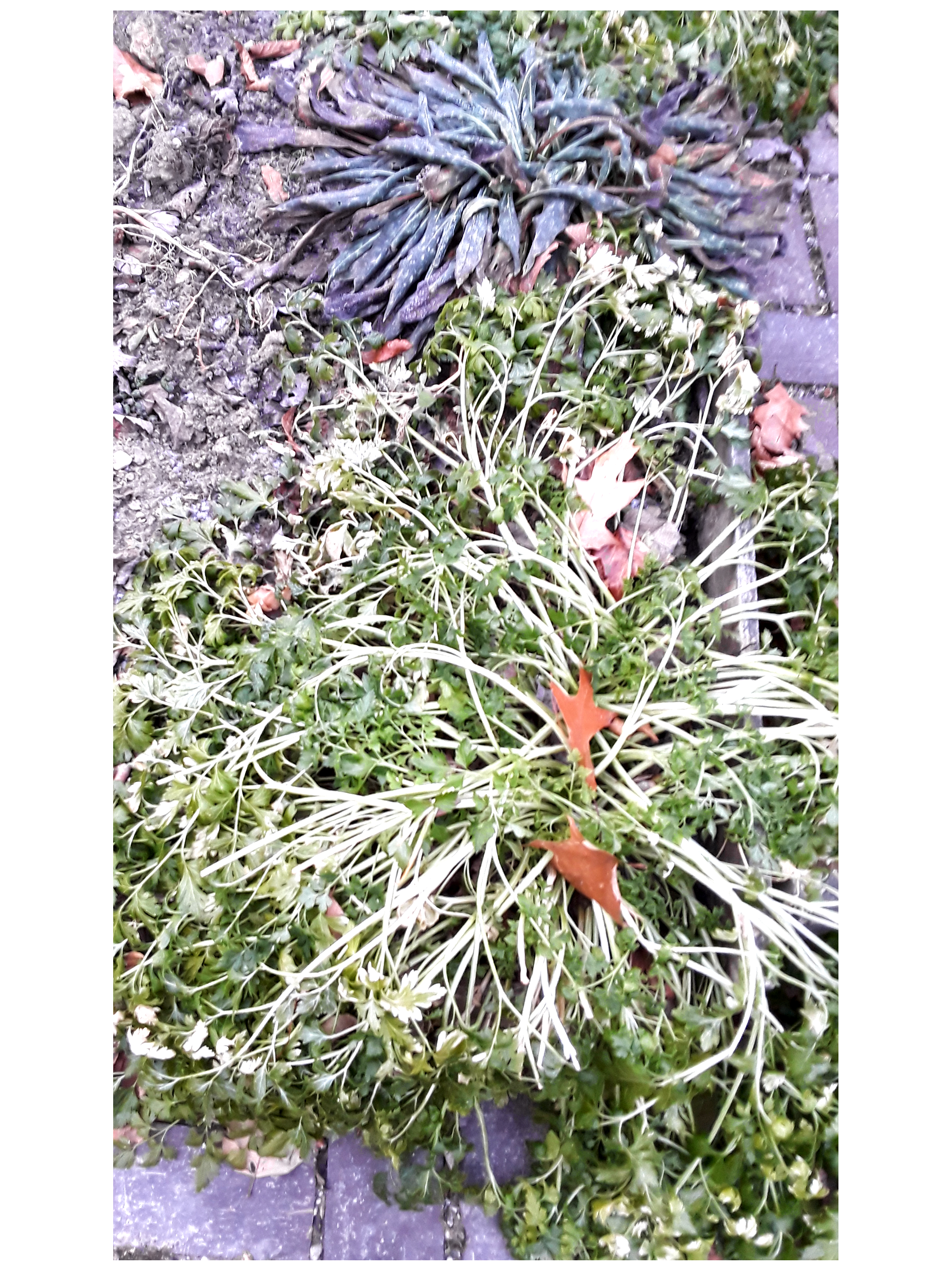 parsley leaves droop from the crown